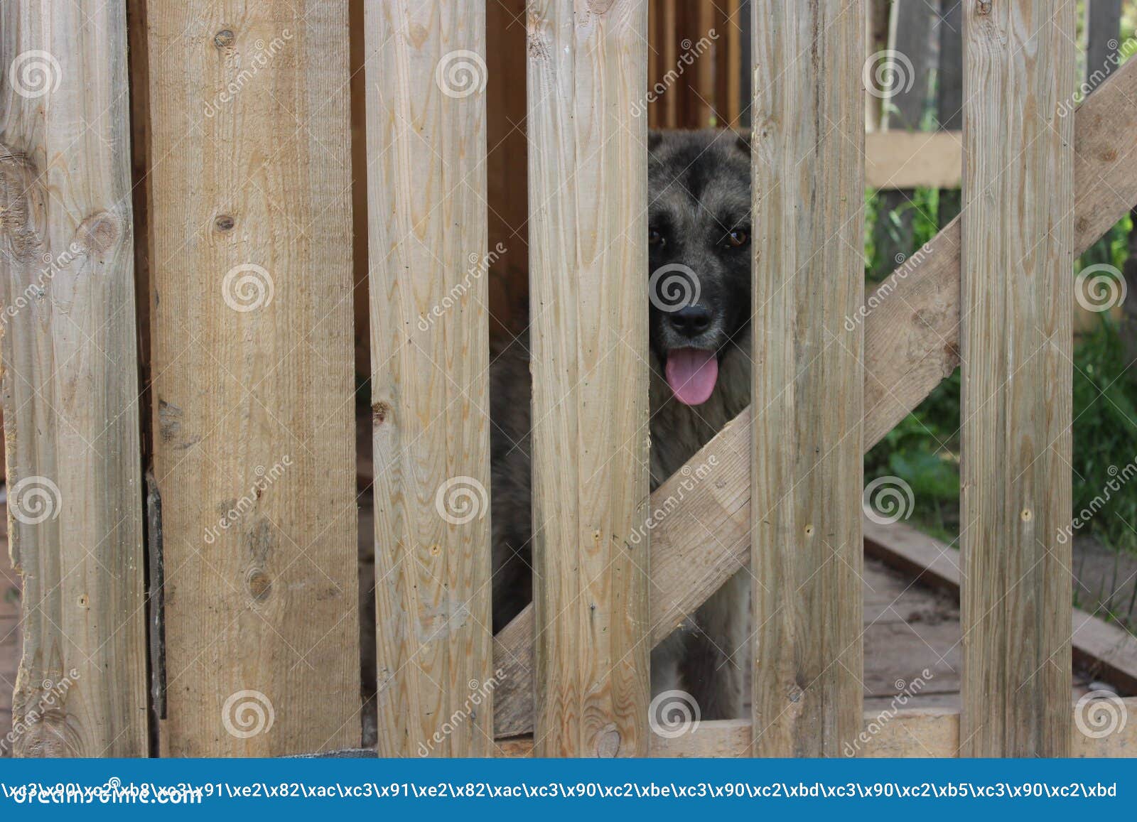 Cane dietro la rete fissa immagine stock. Immagine di legno 78737787