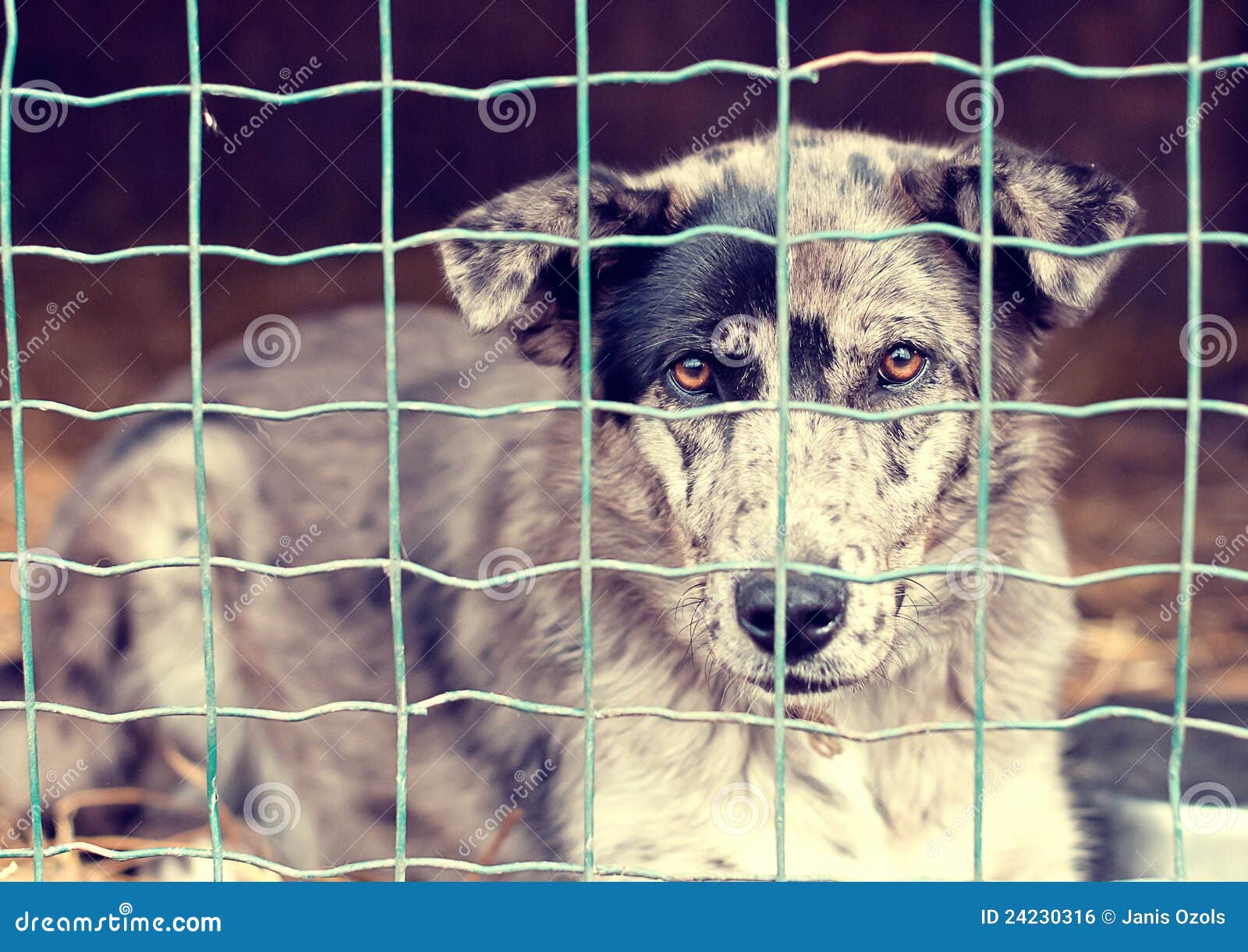 Cane dietro una rete fissa fotografia stock. Immagine di barre 24230316