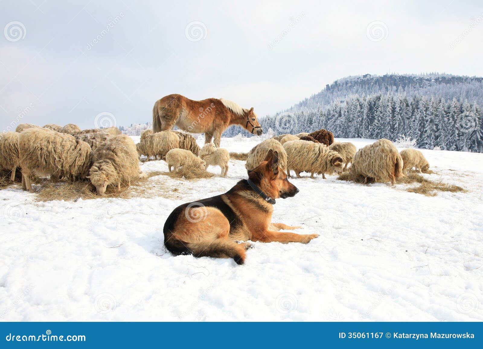 Cane e pecore immagine stock. Immagine di paesaggio, aperto 35061167