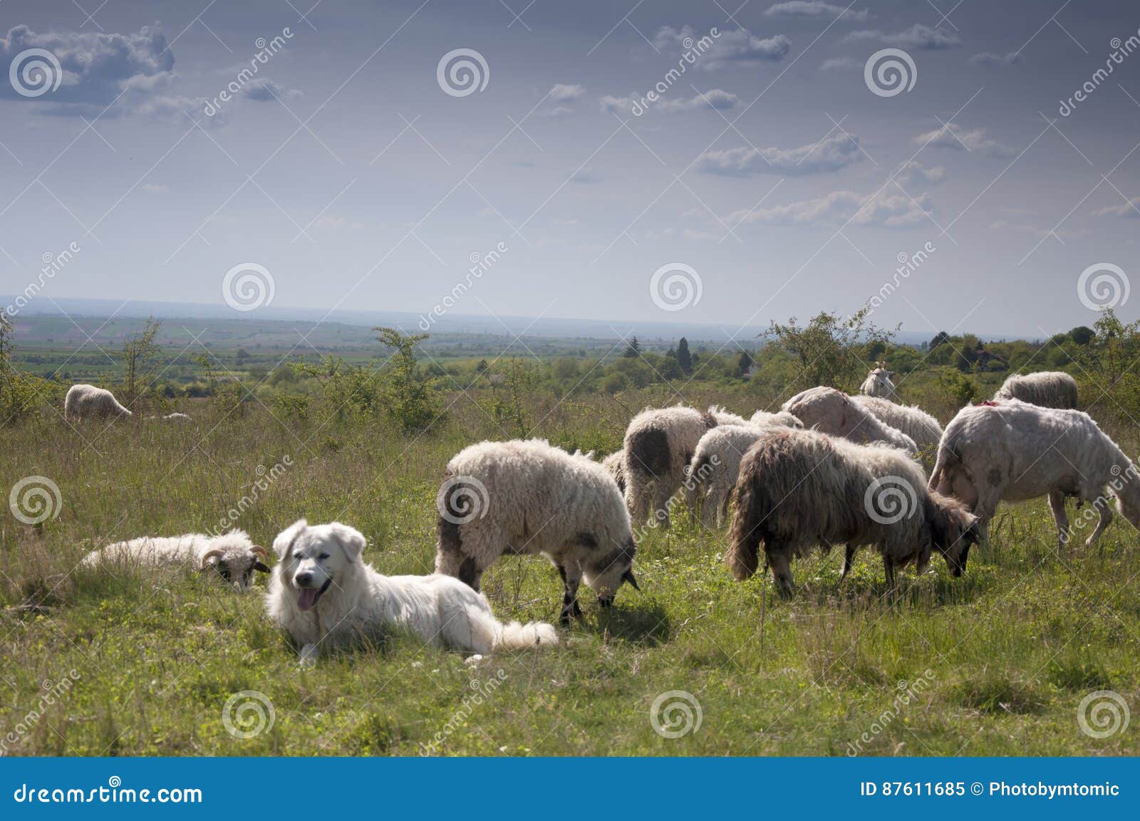 Pecore Immagini Download 139,148 Royalty Free Photos Pagina 3