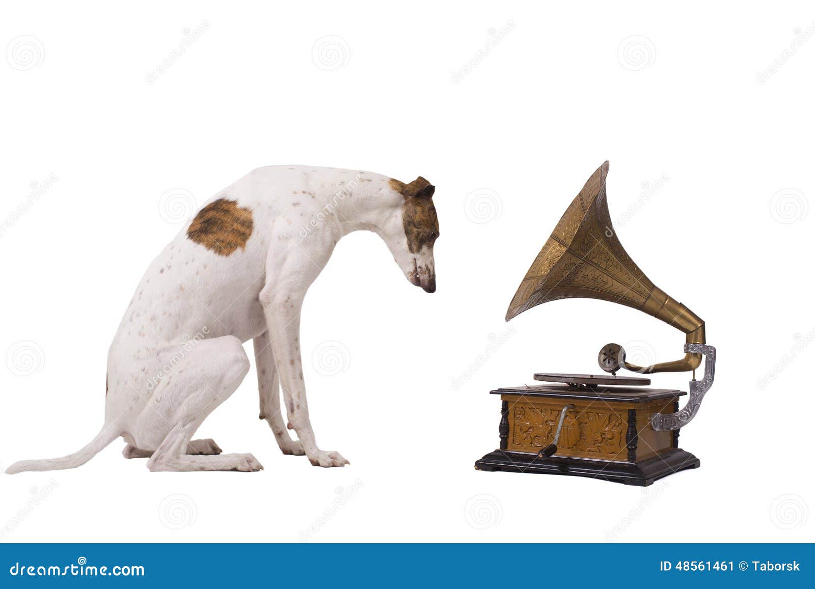Cane e vecchio grammofono immagine stock. Immagine di corno 48561461