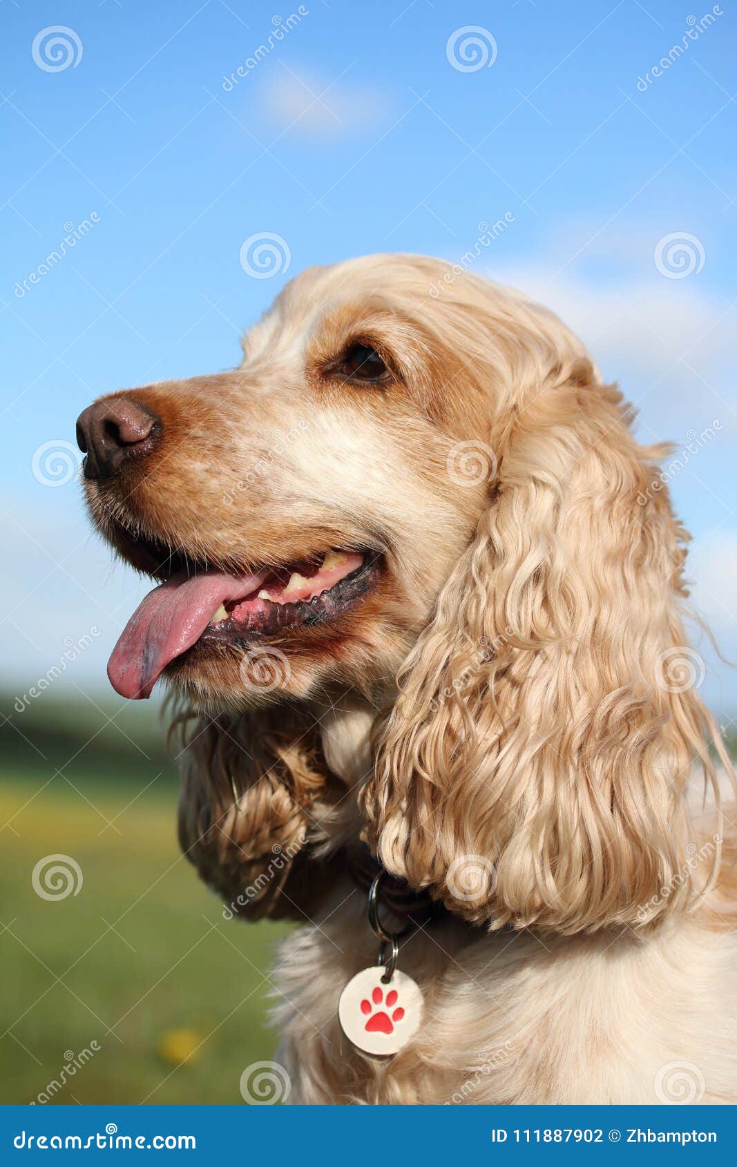 Cocker Spaniel - Un Dañoso Cocker Spaniel Cara Ilustración En Negro Y - Foto 4