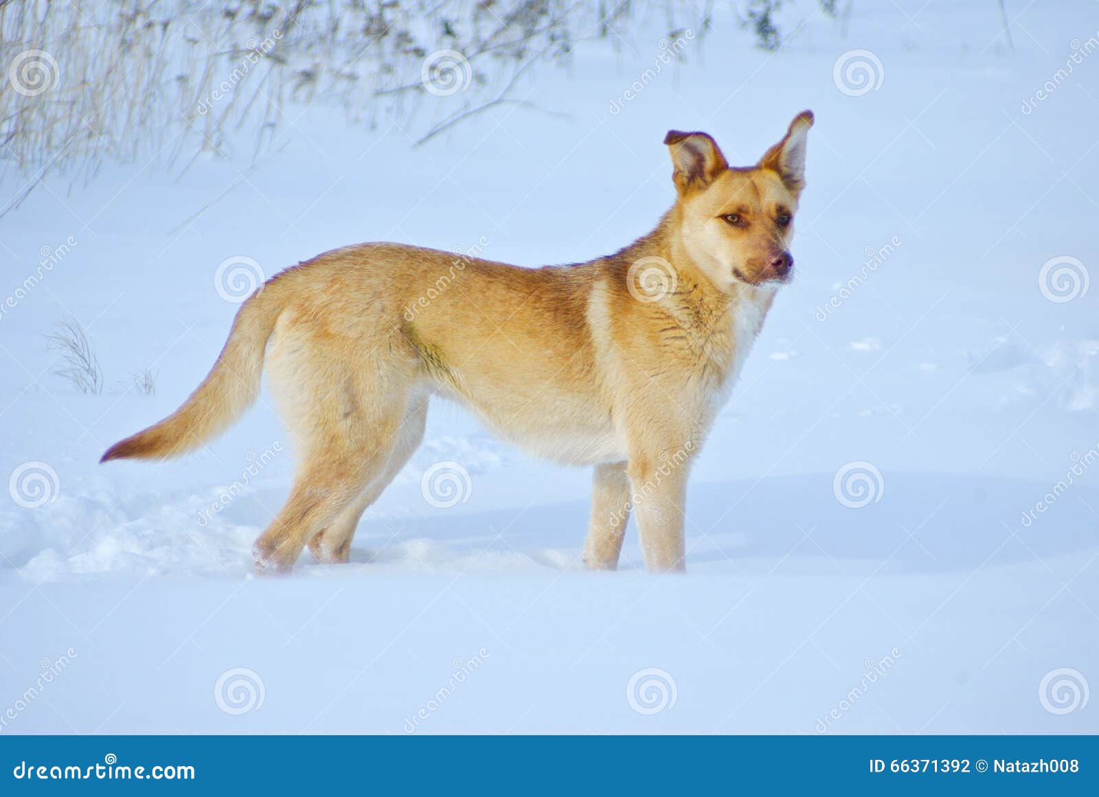 Cane giallo sulla neve fotografia stock. Immagine di scuro 66371392