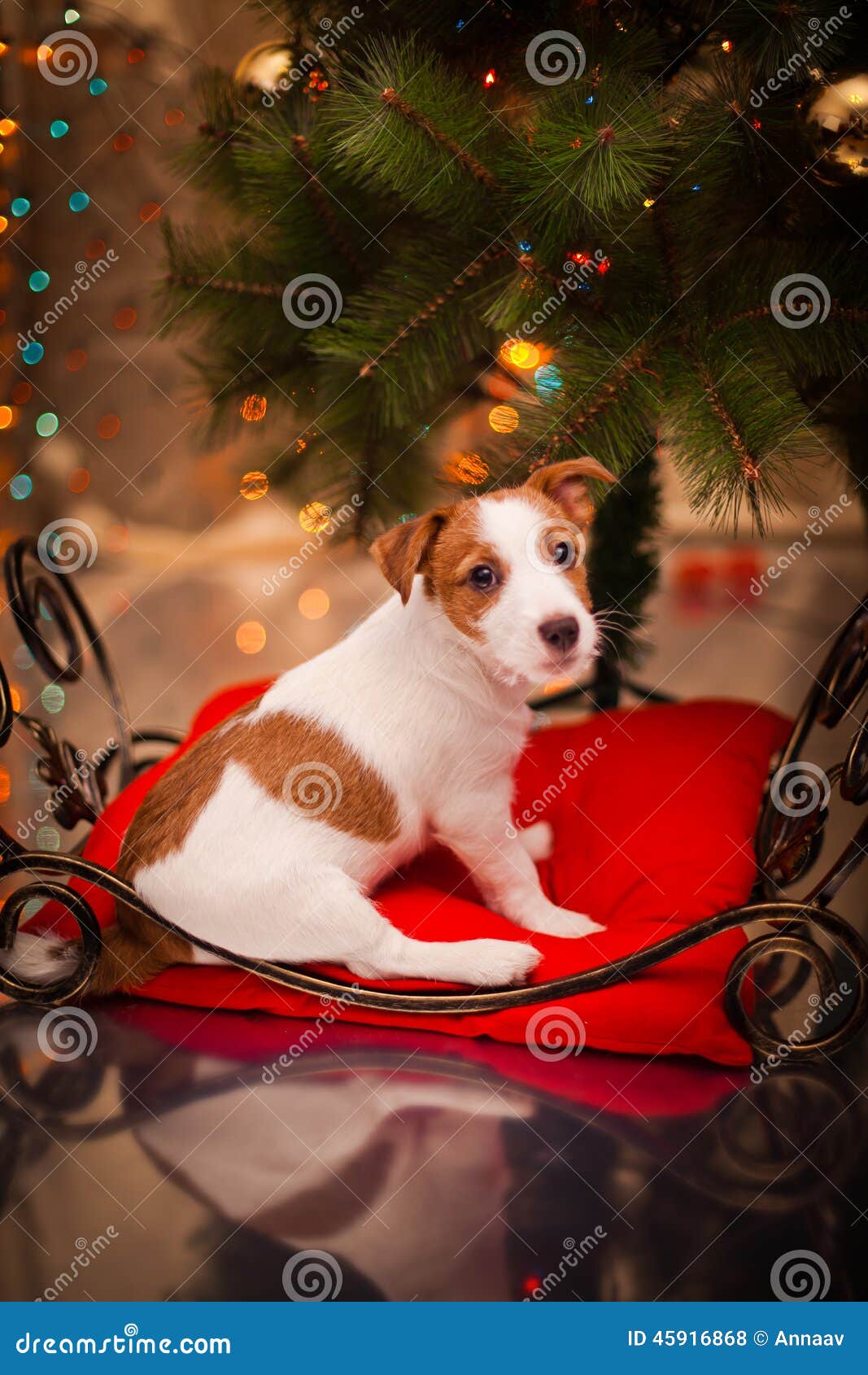 Un Cucciolo In Regalo A Natale: Adozione Responsabile - Foto 4