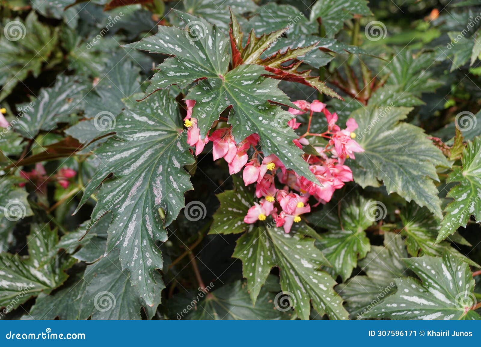 cane-like begonia 'lana' leaves with pink flowers