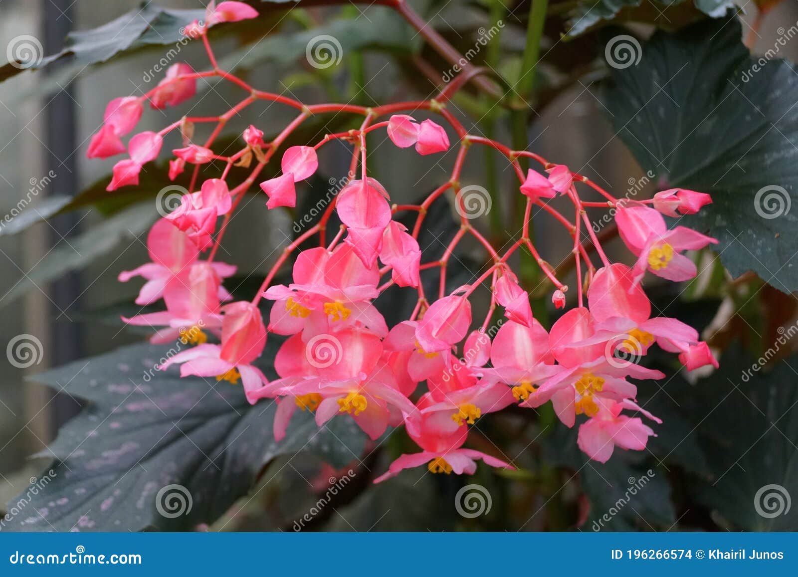 cane-like begonia `lana` pink flowers