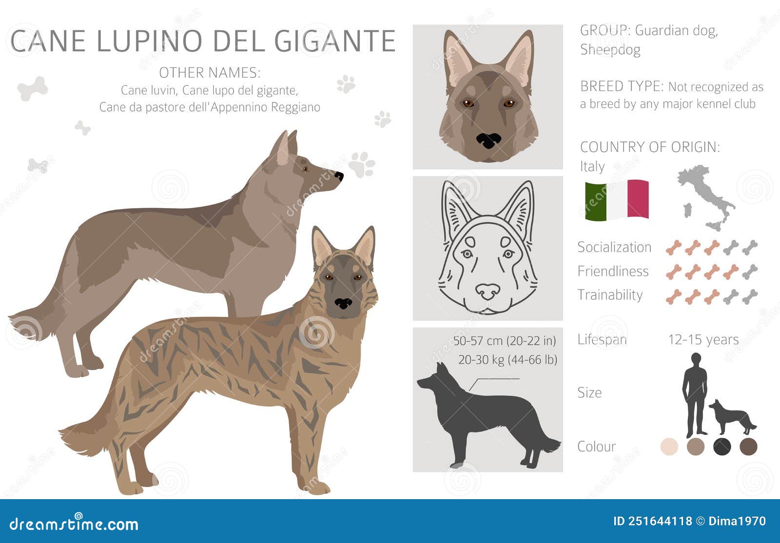 Cane Lupino Del Gigante Clipart. Different Poses, Coat Colors Set Stock ...