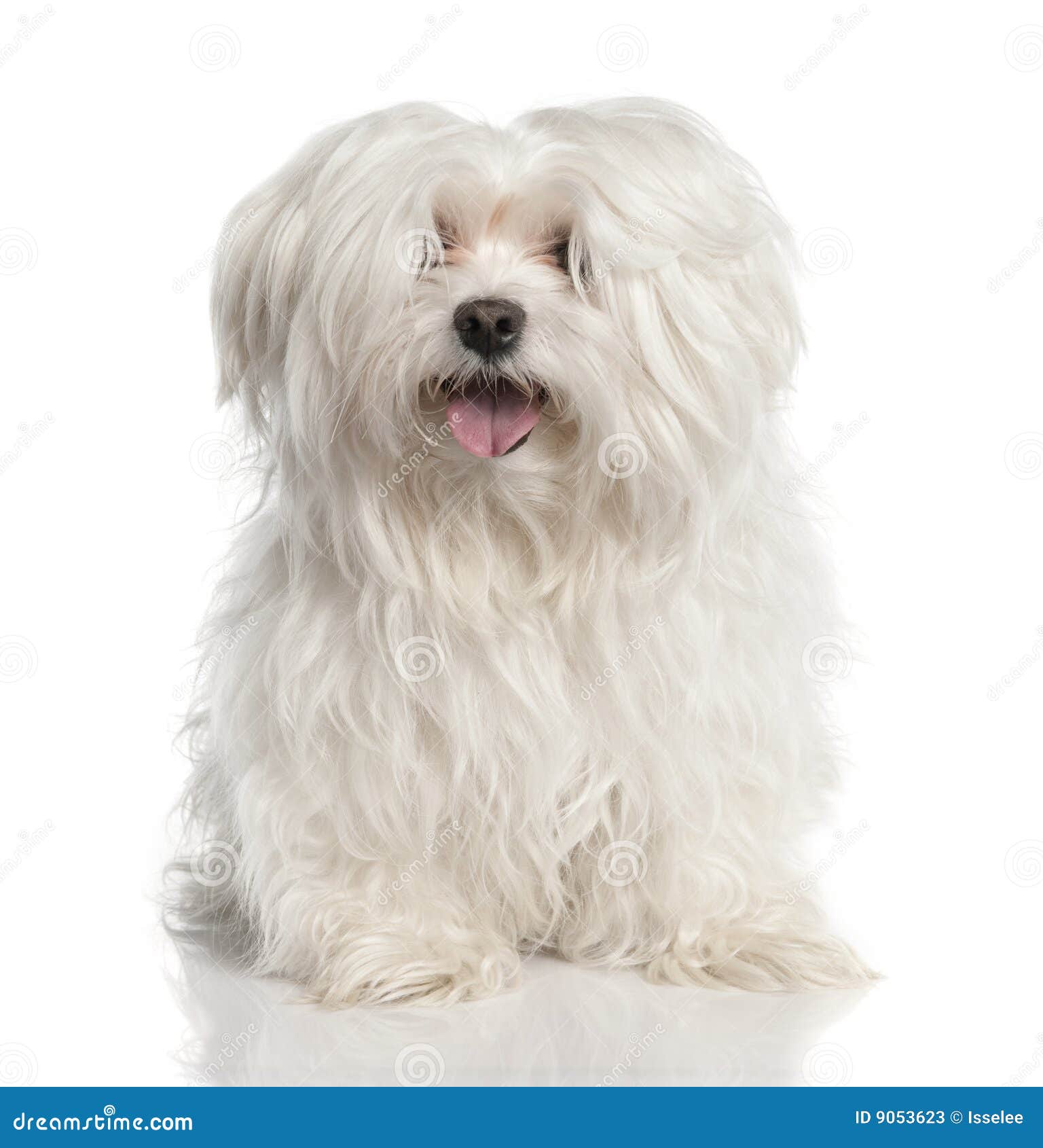 Cane maltese immagine stock. Immagine di creatura, bocca 9053623