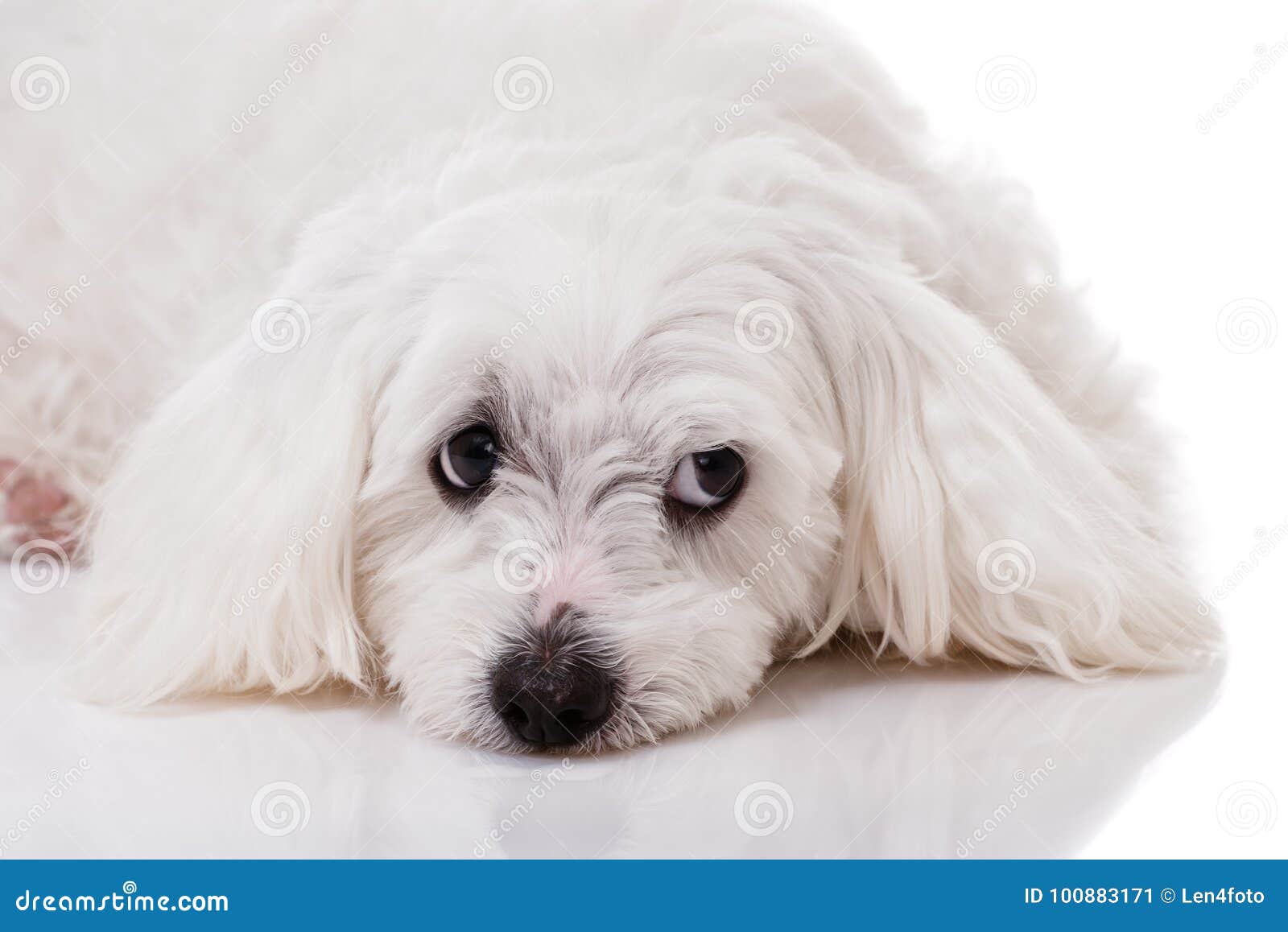 Cane Maltese Bianco Del Primo Piano Che Si Trova E Con Gli Occhi Tristi