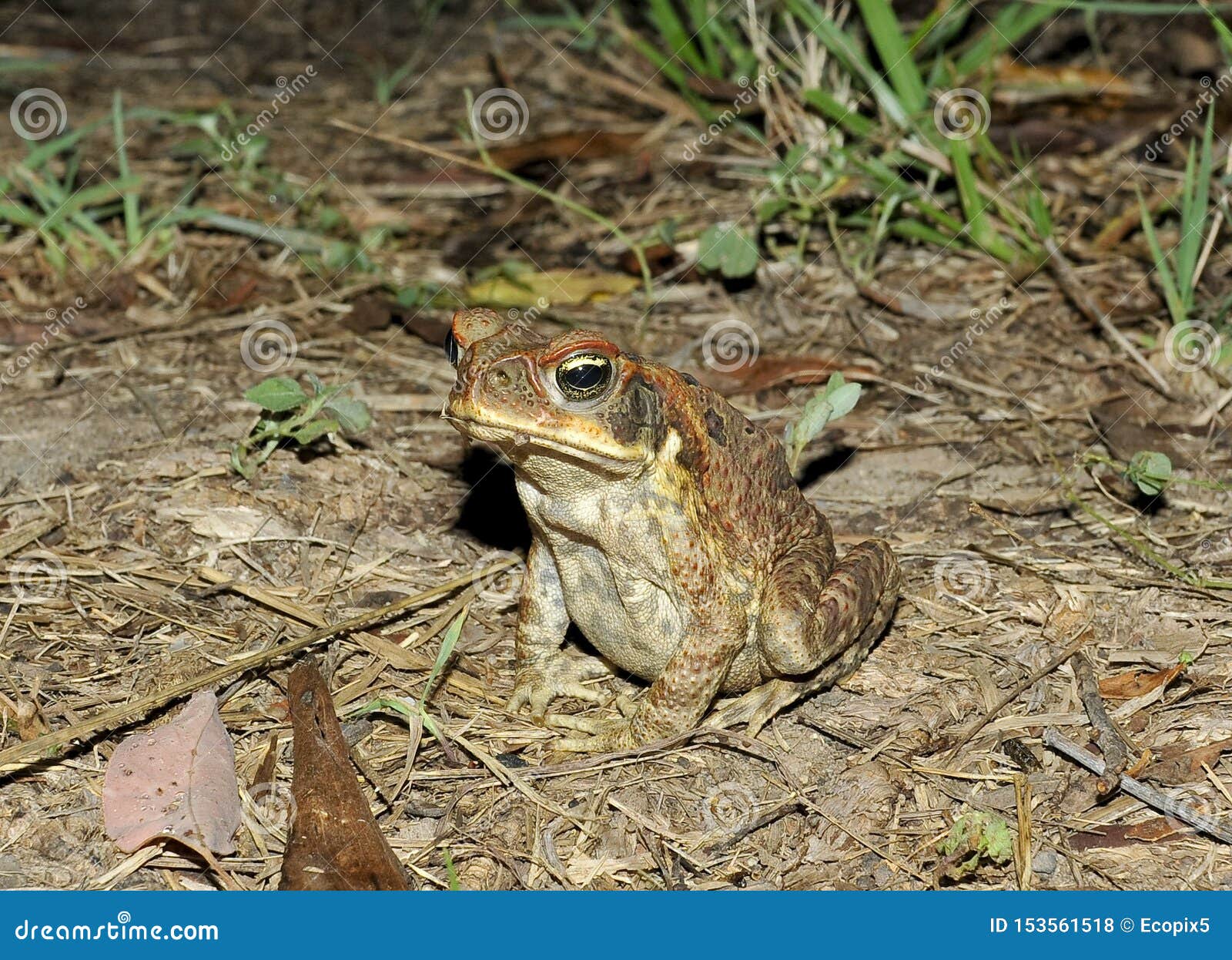 cane or marine toad bufa marinus