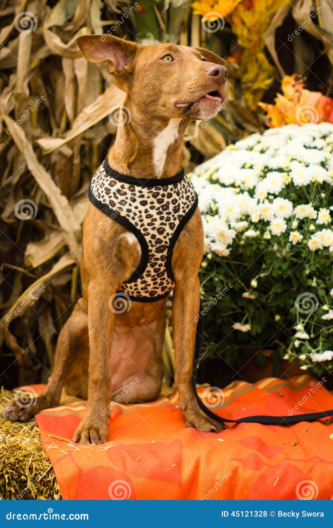 Cane Misto Della Razza Con La Gamba Amputata Fotografia Stock