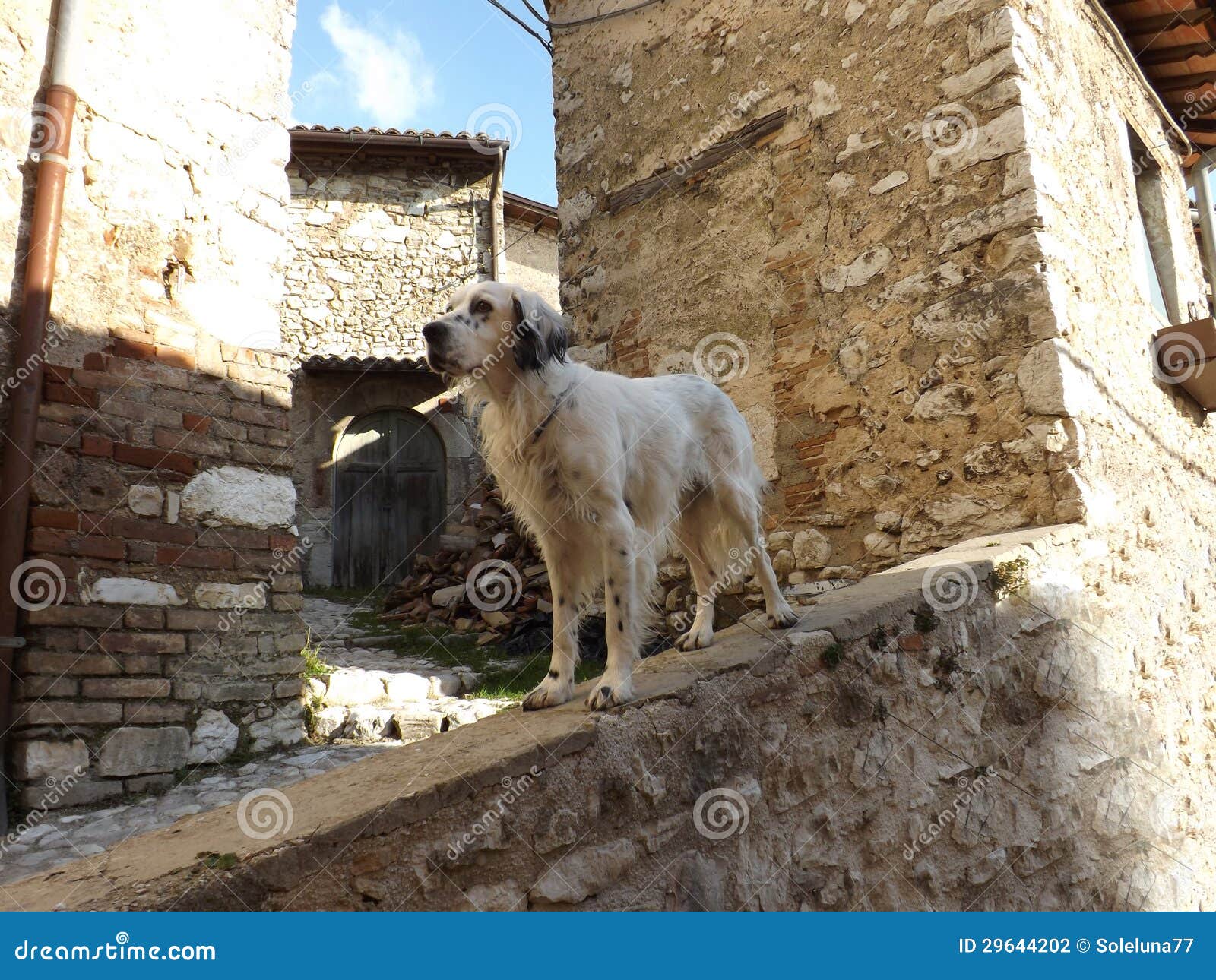 Cane nel centro storico. Incastonatore su una parete di vecchia città