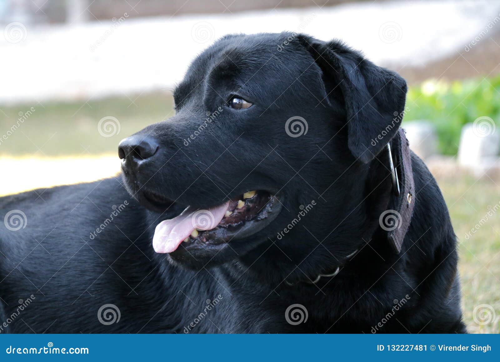 Cane nero di labrador che guarda qualcuno. Regolazione sola del cane nero di labrador nell'erba, guardante qualcosa