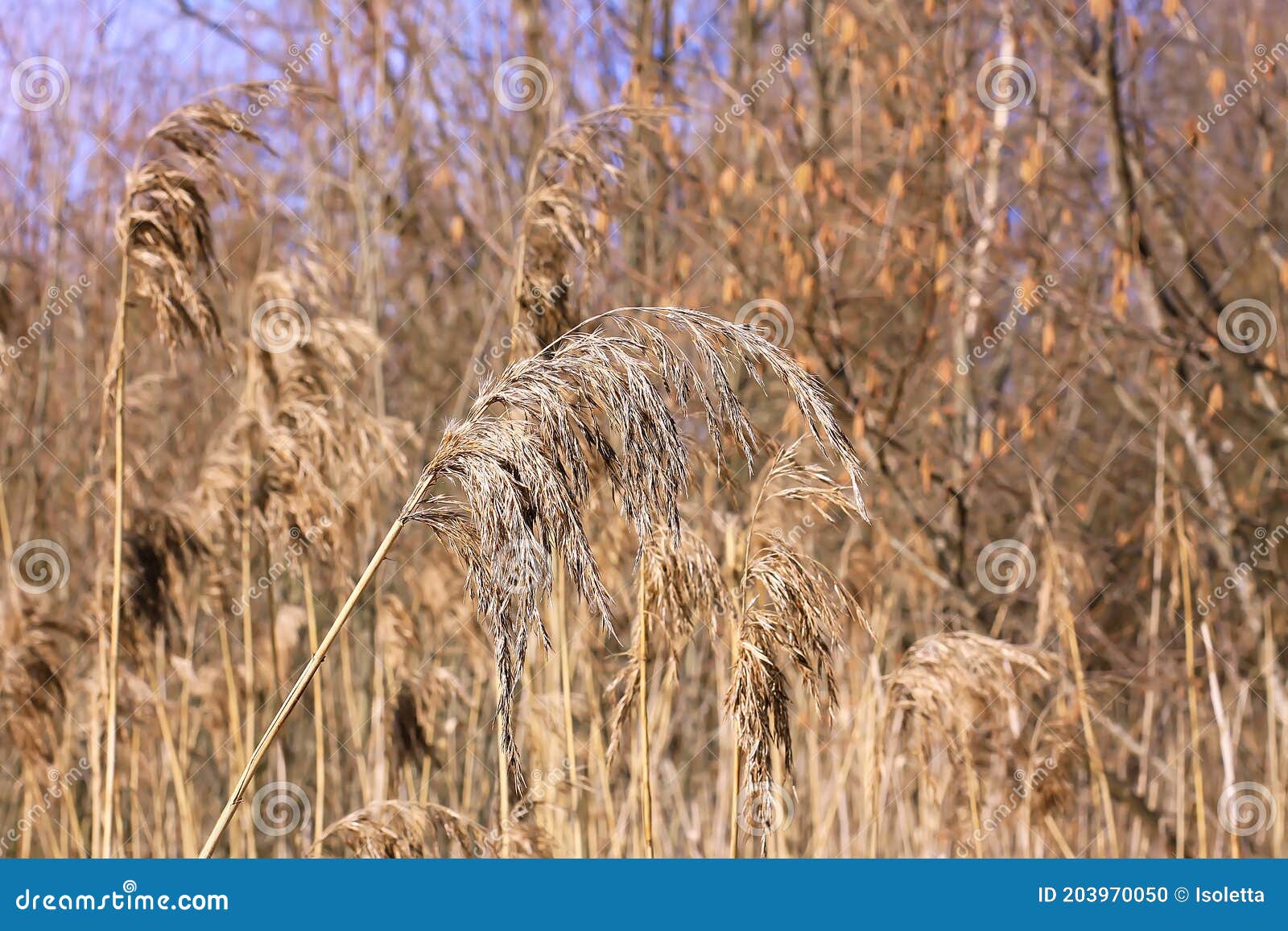 Cane Plants Growing Outdoors Stock Photo Image of dawn, light 203970050