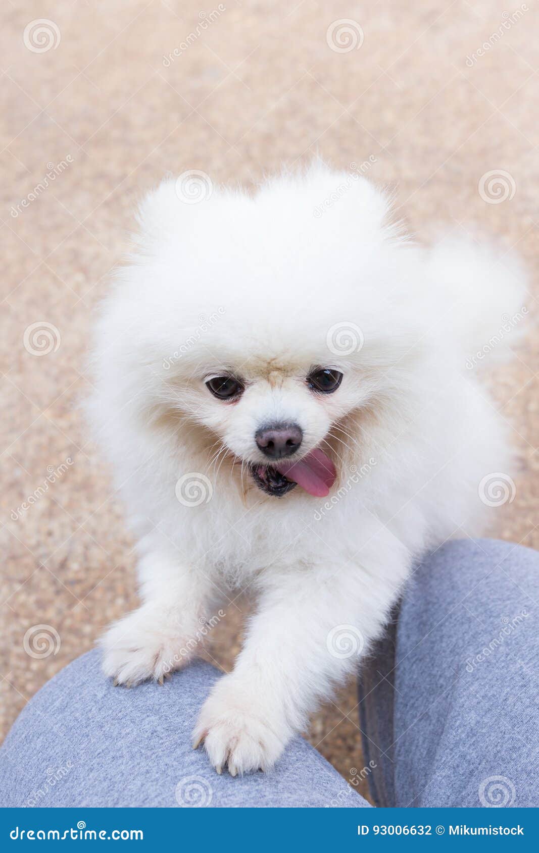 Cane Pomeranian Bianco Che Gioca Con Il Proprietario