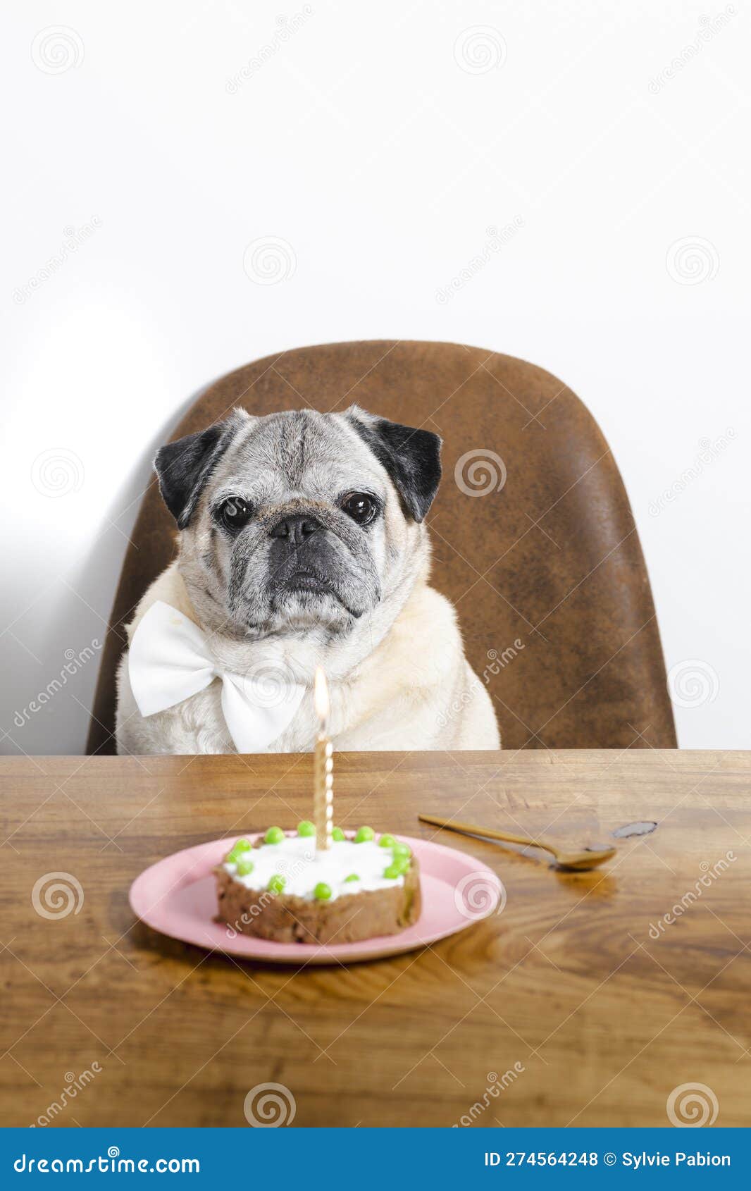 Cane Riproduttore Che Festeggia Il Suo Compleanno Con Una Torta. Fotografia  Stock - Immagine di nazionale, cani: 274564248