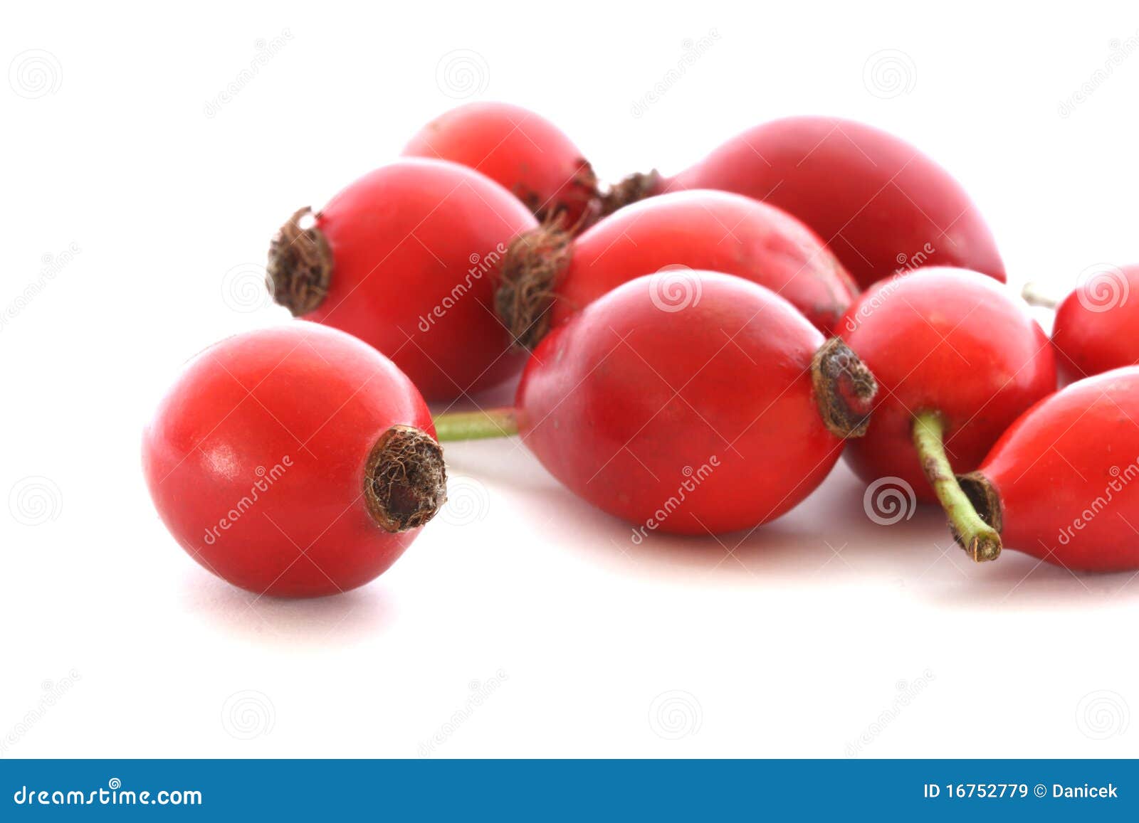 Canerose Anche Su Priorità Bassa Bianca Immagine Stock Immagine di