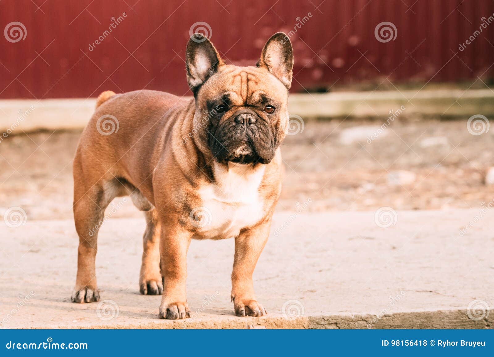 Cane Rosso Adulto Del Bulldog Francese Che Sta All'aperto Fotografia Stock  - Immagine di sano, animale: 98156418