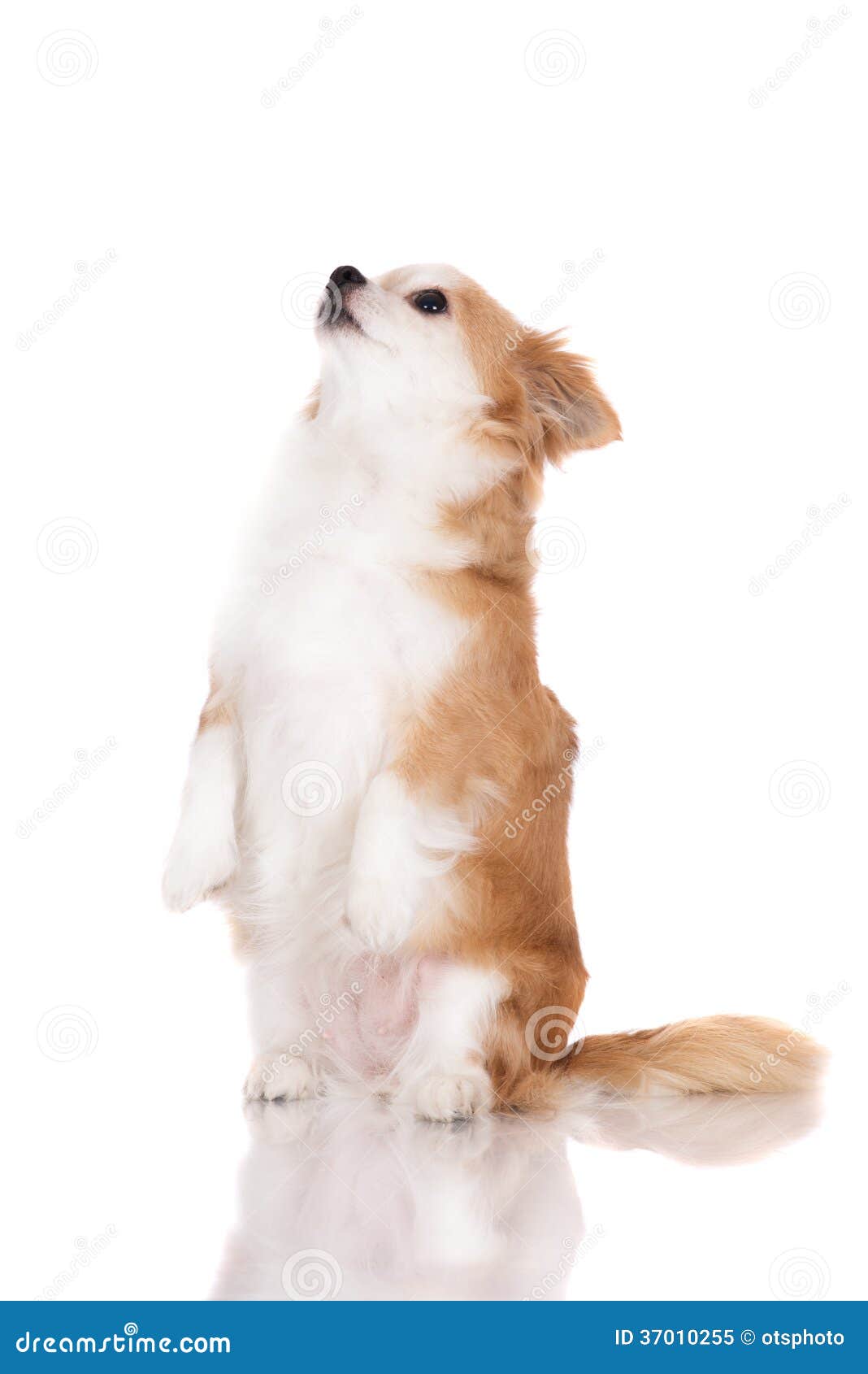 Cane Rosso E Bianco Della Chihuahua Immagine Stock Immagine Di Doggy Animale 37010255