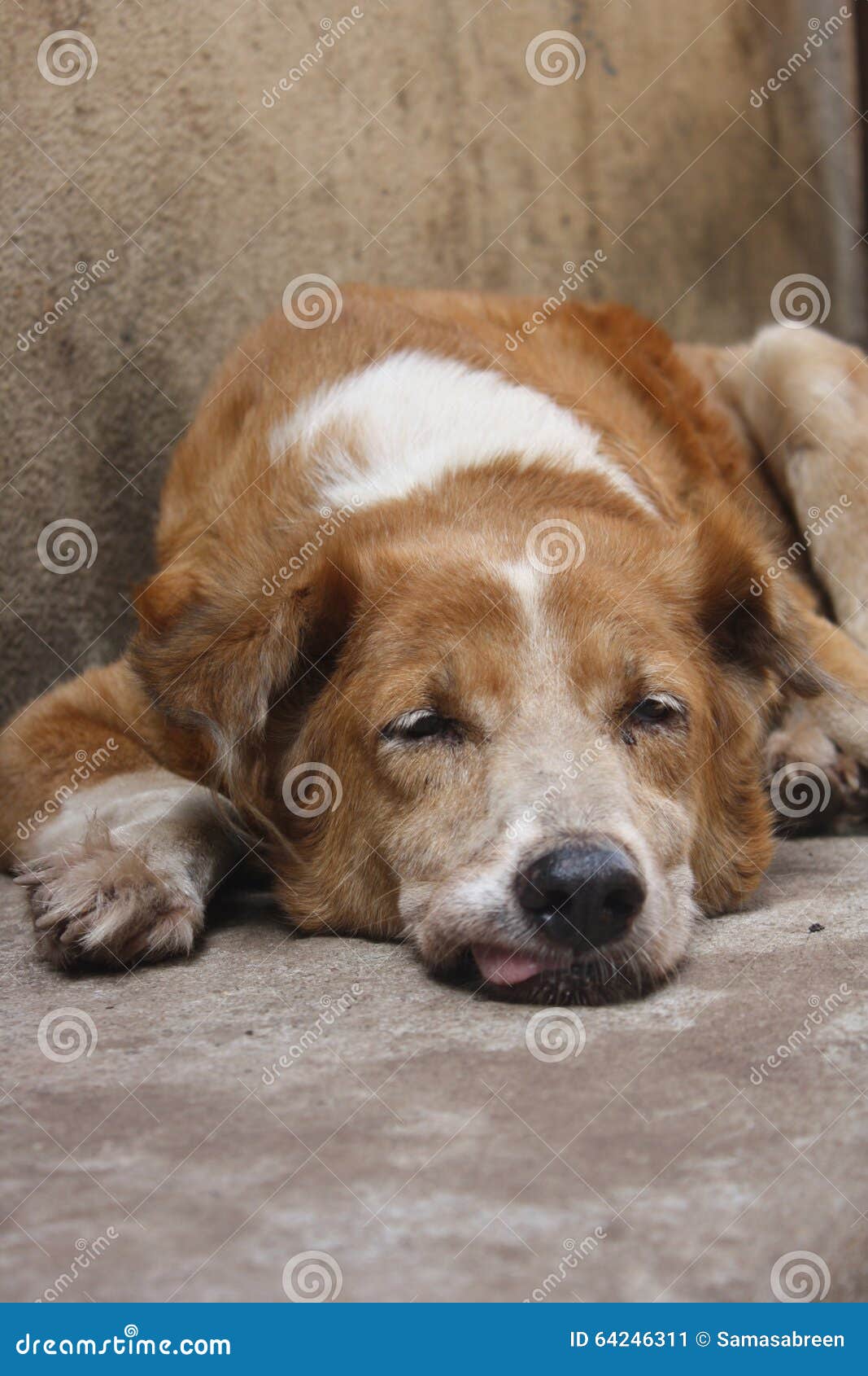 Cane rosso e calore immagine stock. Immagine di attaccato 64246311