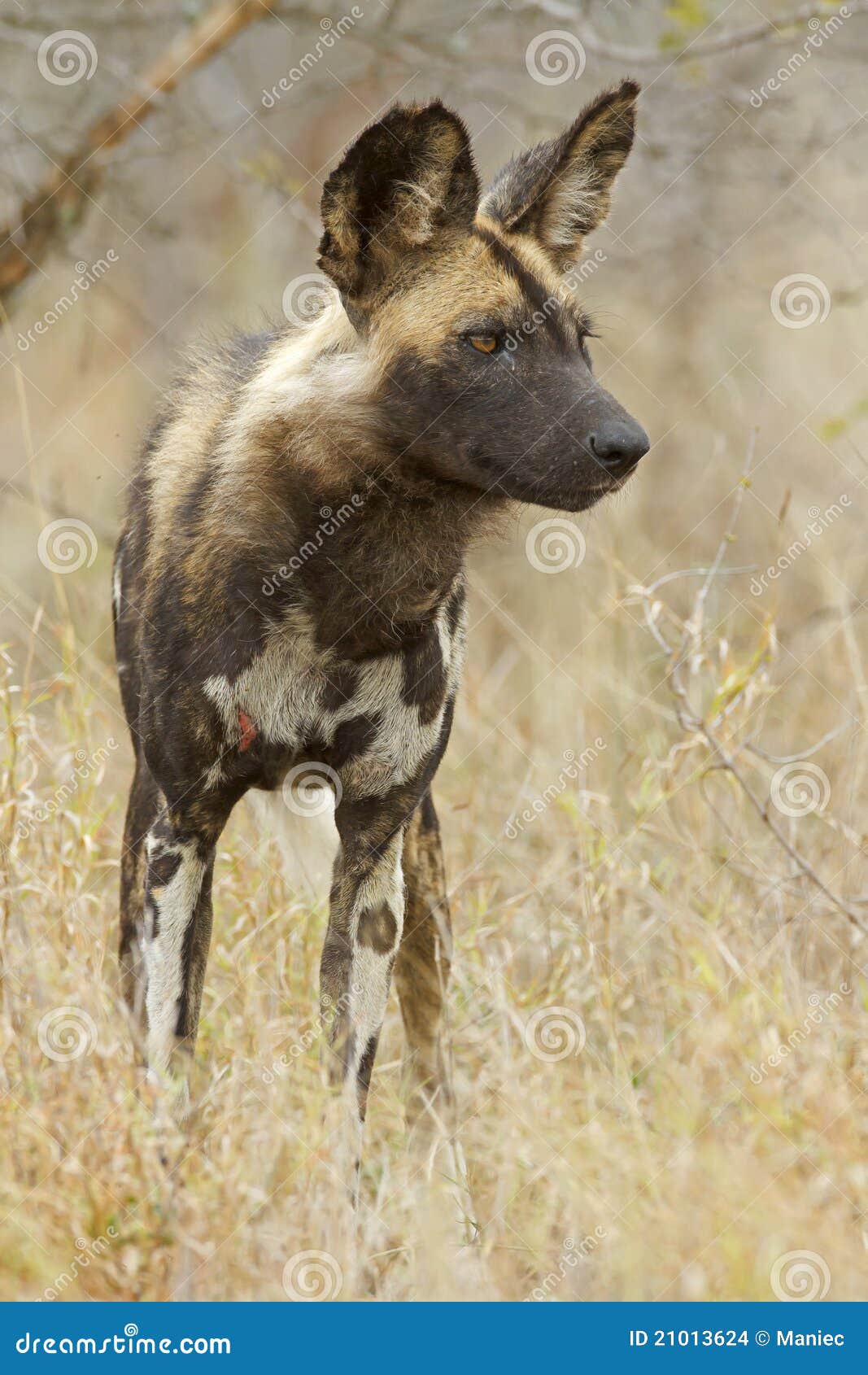 Cane selvaggio africano fotografia stock. Immagine di protetto 21013624