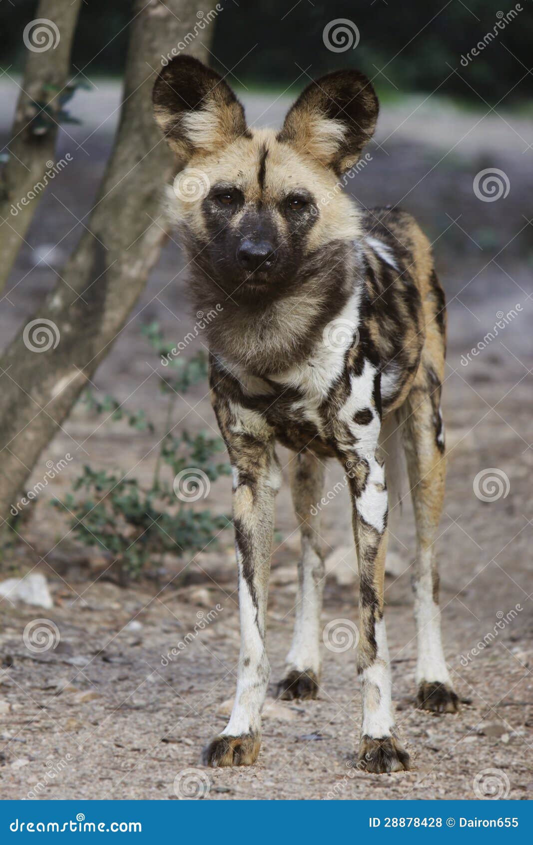 Cane selvaggio africano fotografia stock. Immagine di immagine 28878428