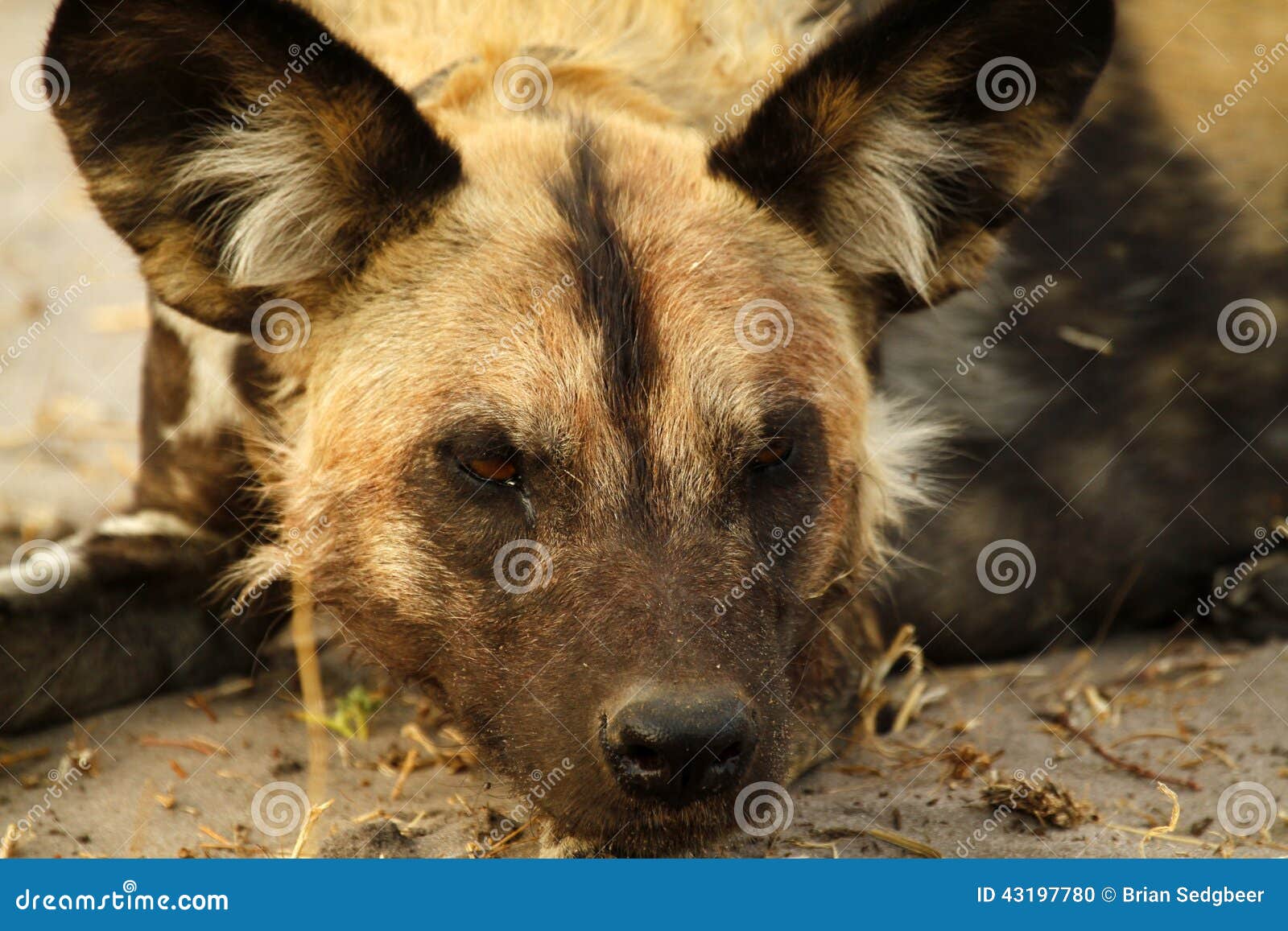 Cane selvaggio africano fotografia stock. Immagine di sterile 43197780