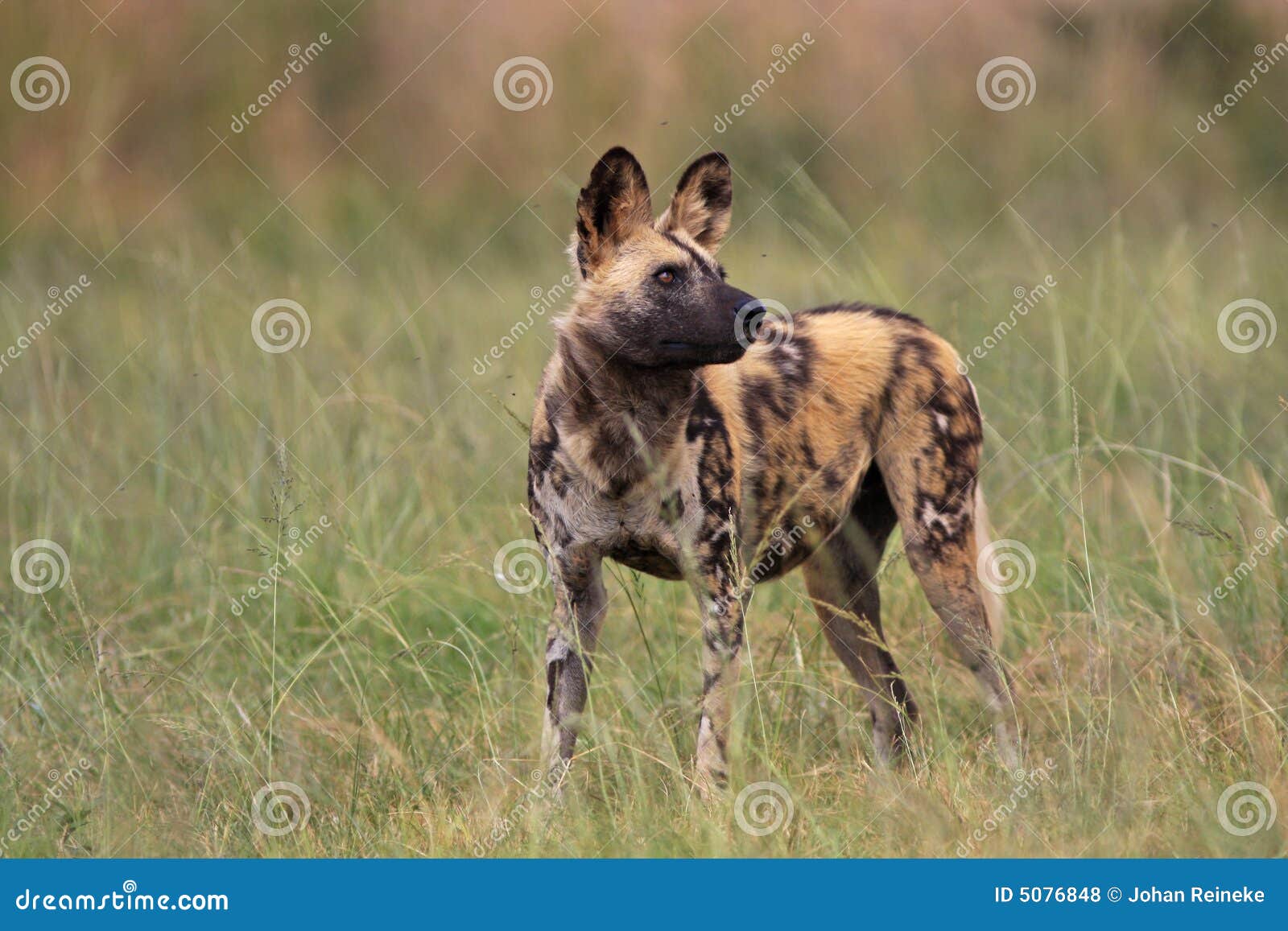 Cane selvaggio africano fotografia stock. Immagine di cacciatore 5076848