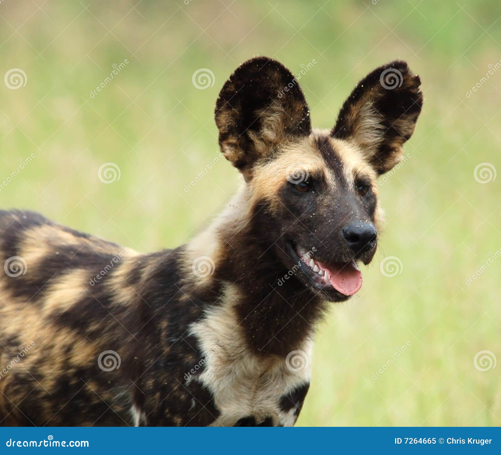 Cane selvaggio africano immagine stock. Immagine di nave 7264665