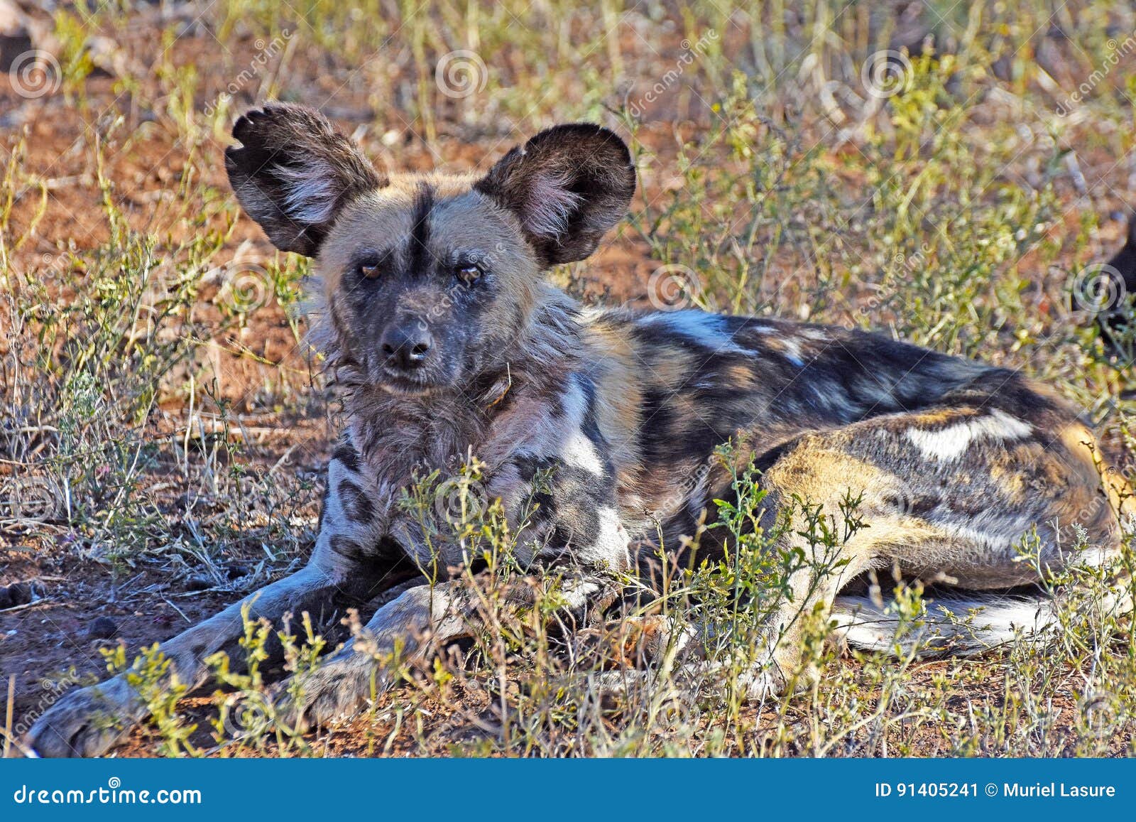 Cane selvaggio africano immagine stock. Immagine di conservazione 91405241