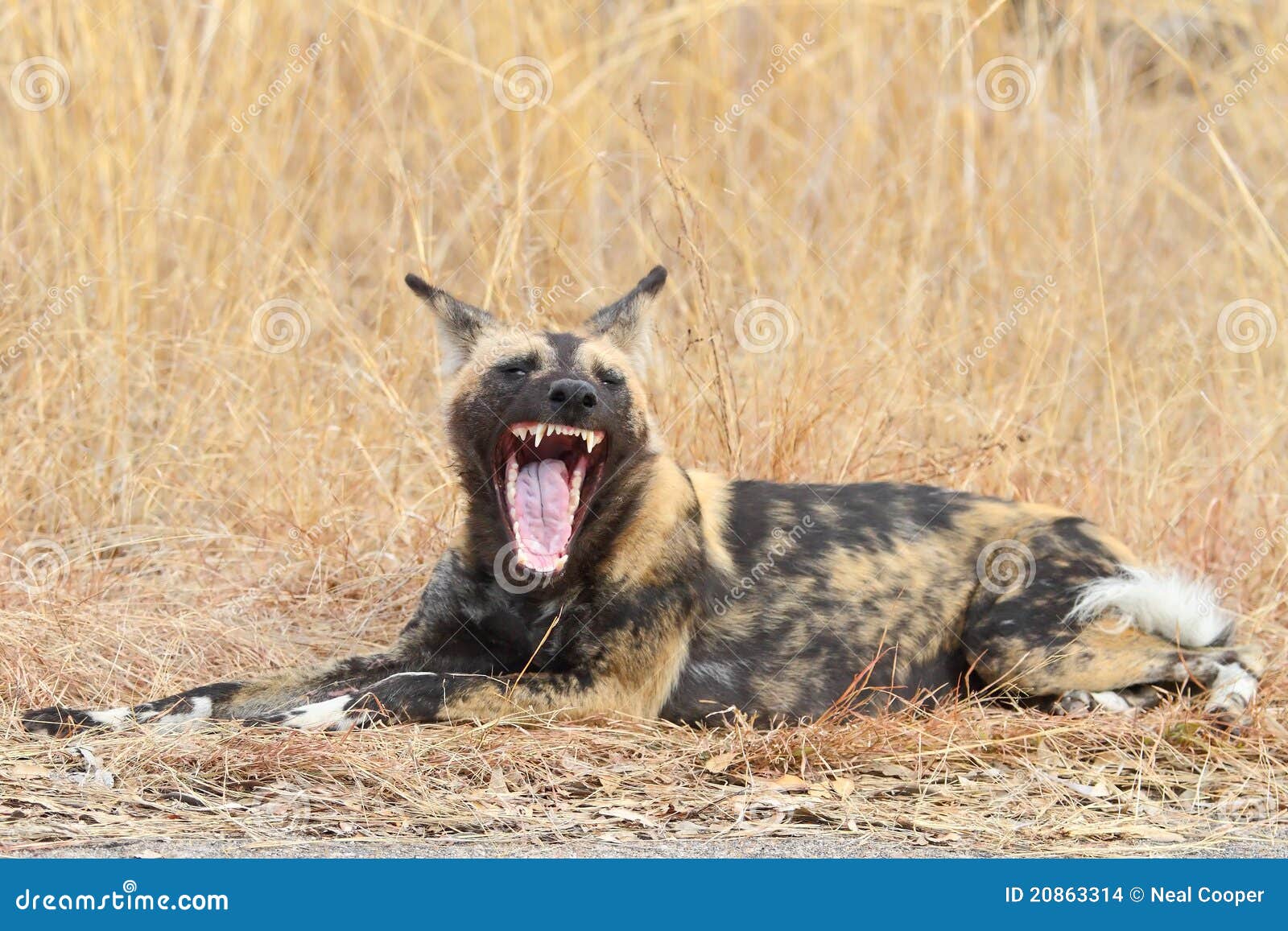 Cane Selvaggio Africano Che Si Trova Nell'erba Fotografia Stock Immagine di verniciato, giù