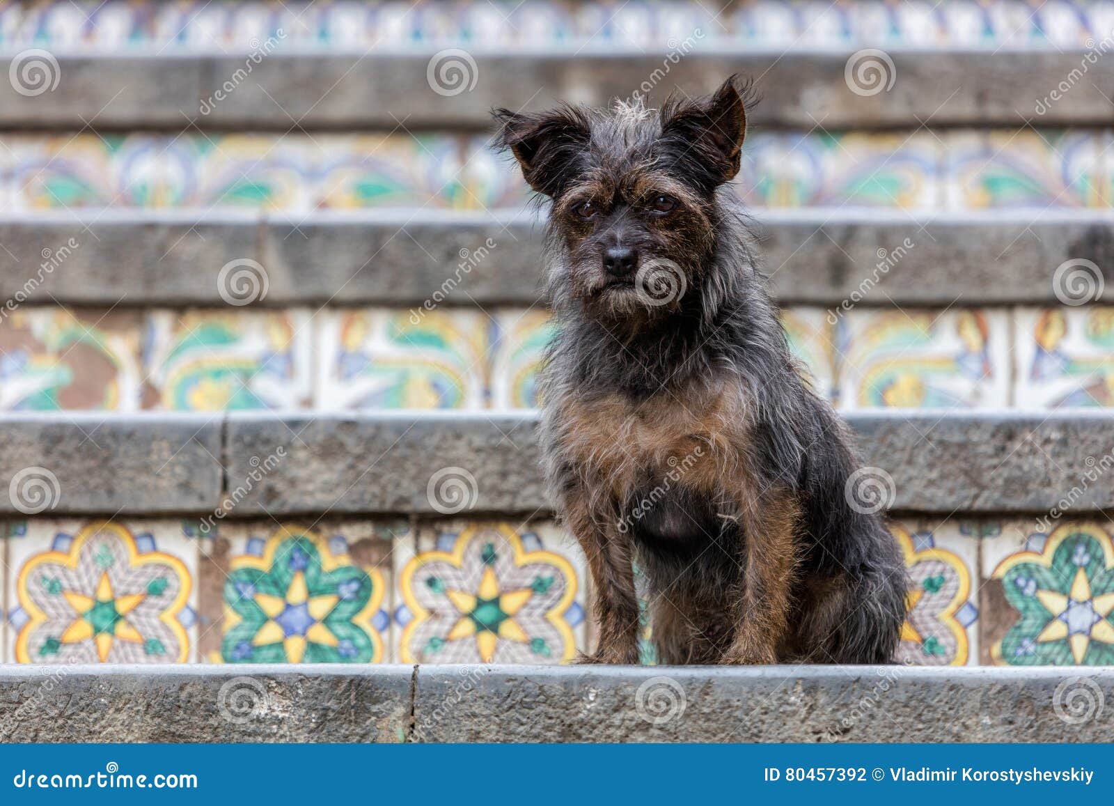 Cane Sulla Scala Di Santa Maria Del Monte Fotografia Stock Immagine