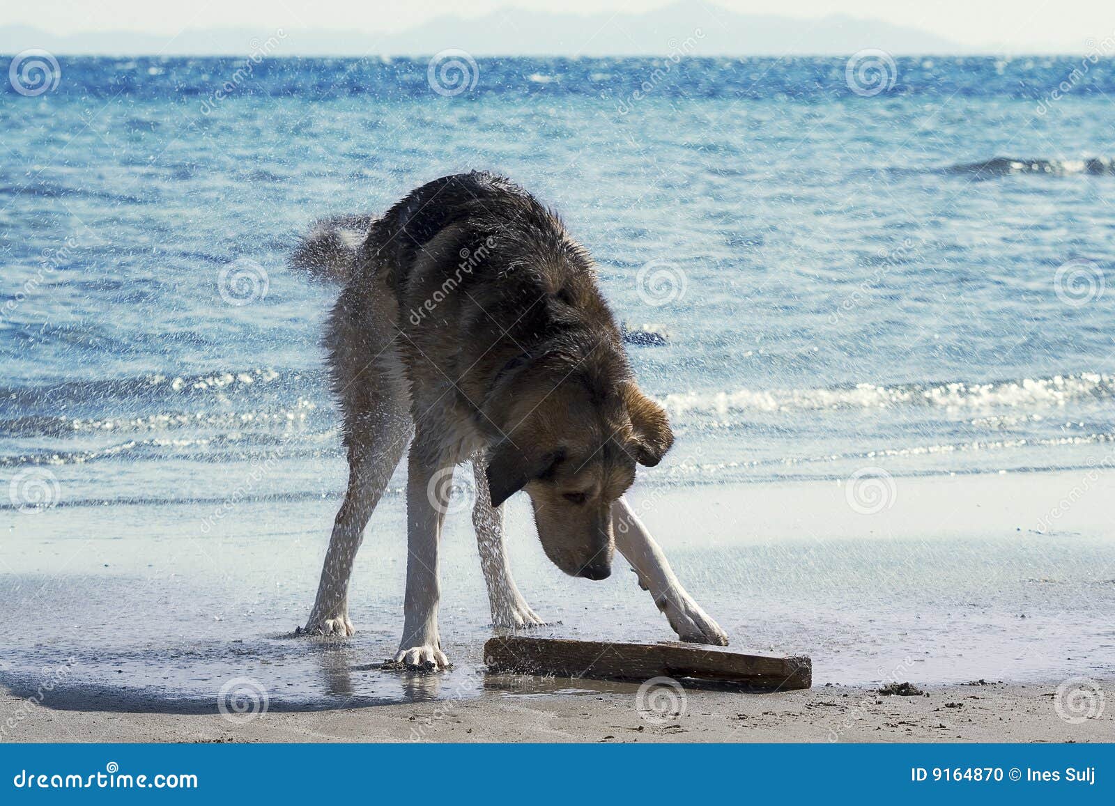 Cane sulla spiaggia fotografia stock. Immagine di bello 9164870