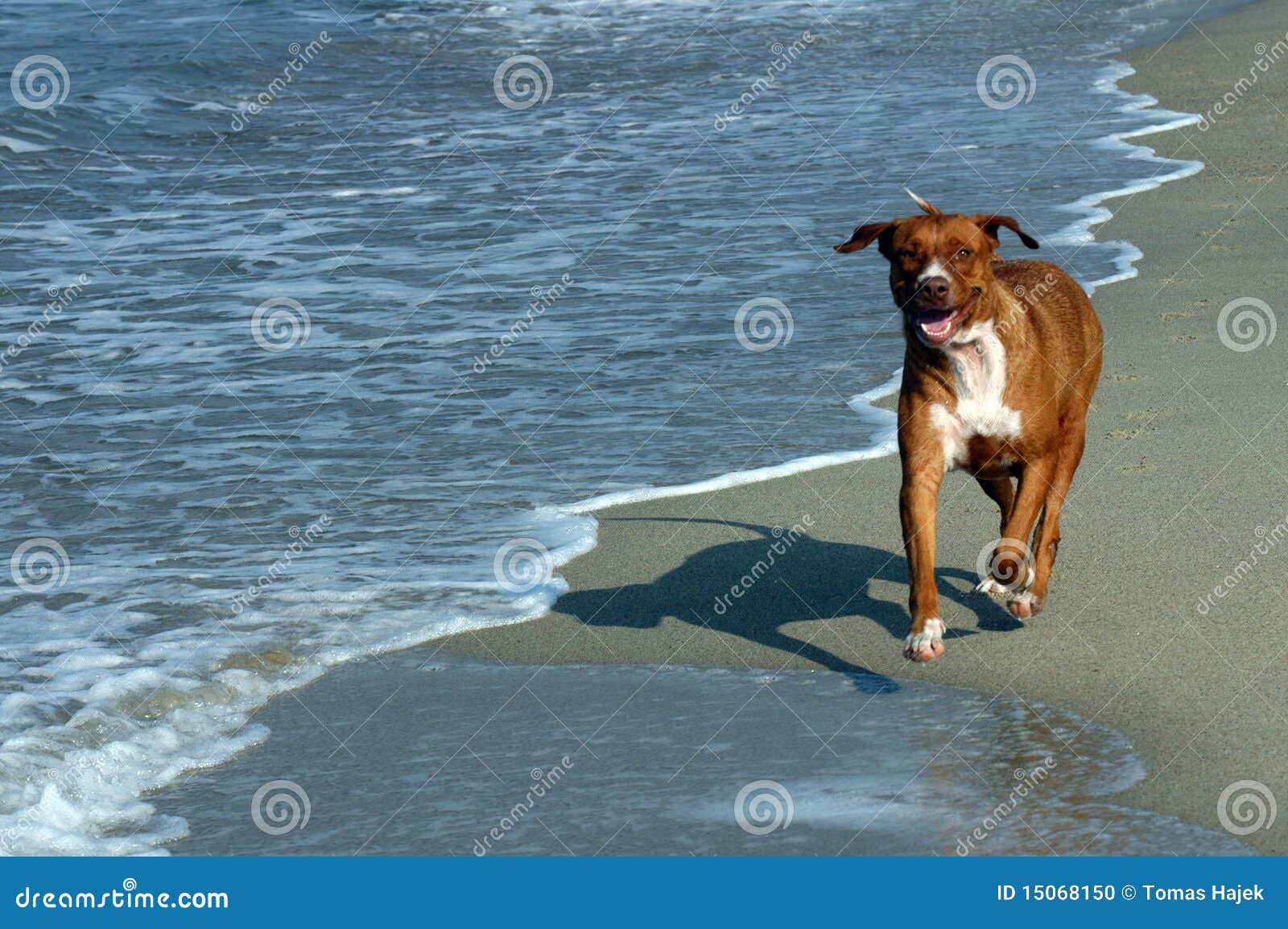 Cane Sulla Spiaggia, Puerto Escondido Fotografia Stock Immagine di