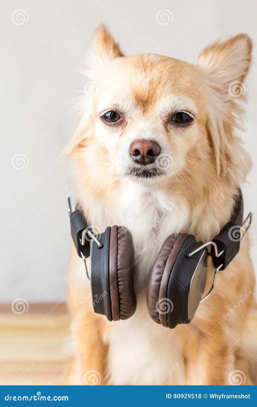 chihuahua listening to music meme