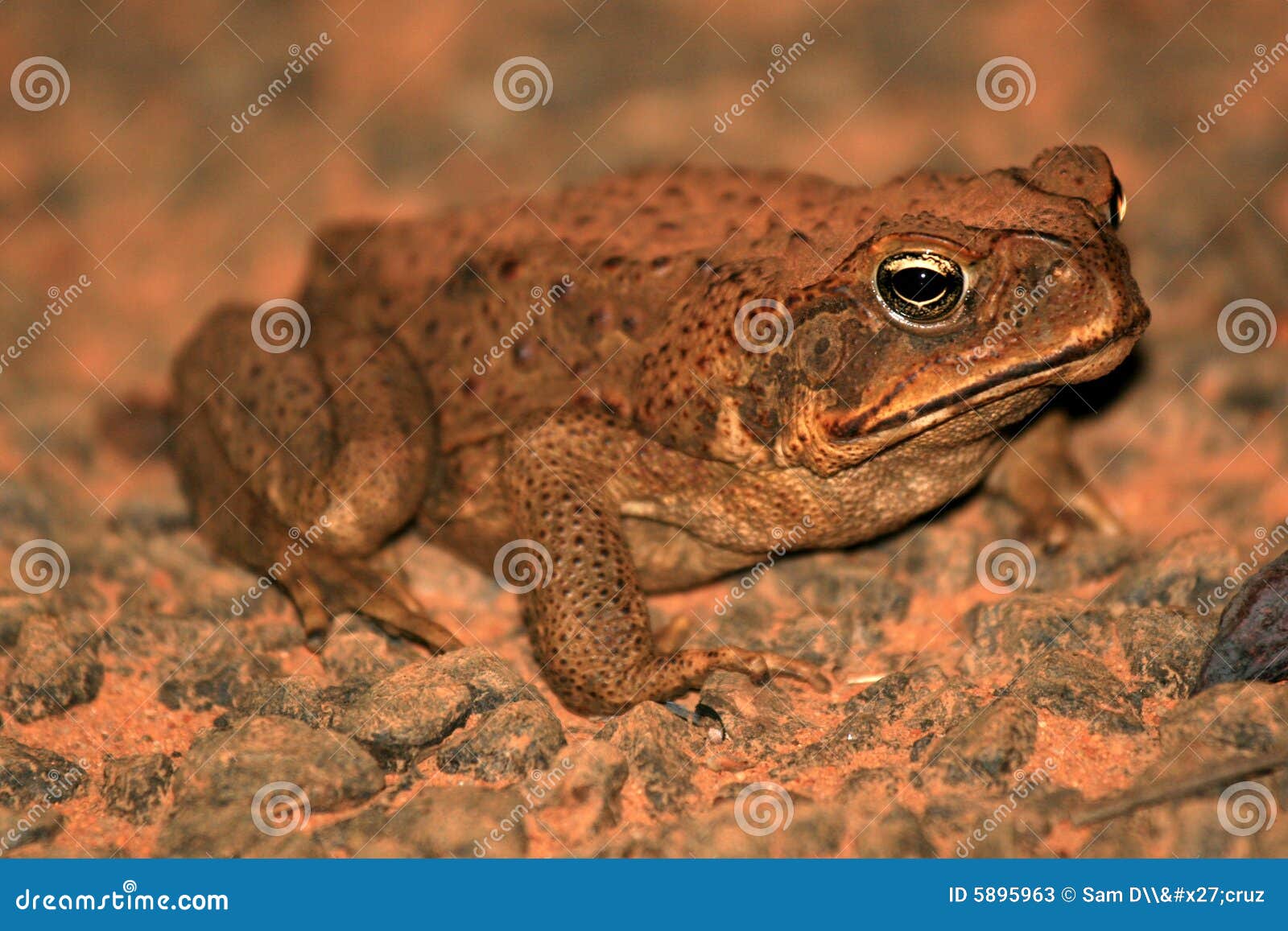 cane toad - australia