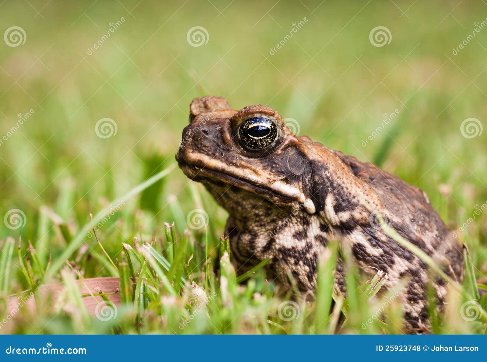 cane toad (bufo marinus)