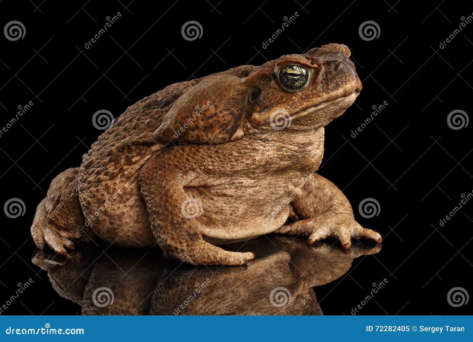 cane toad - bufo marinus, giant neotropical, marine, black