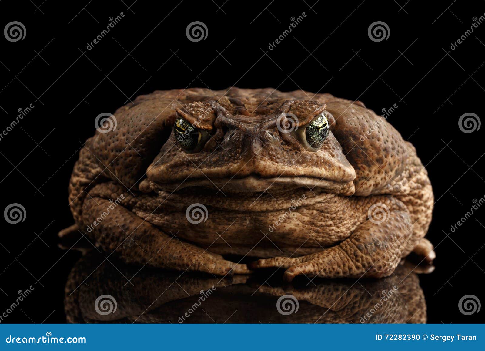 cane toad - bufo marinus, giant neotropical, marine toad black