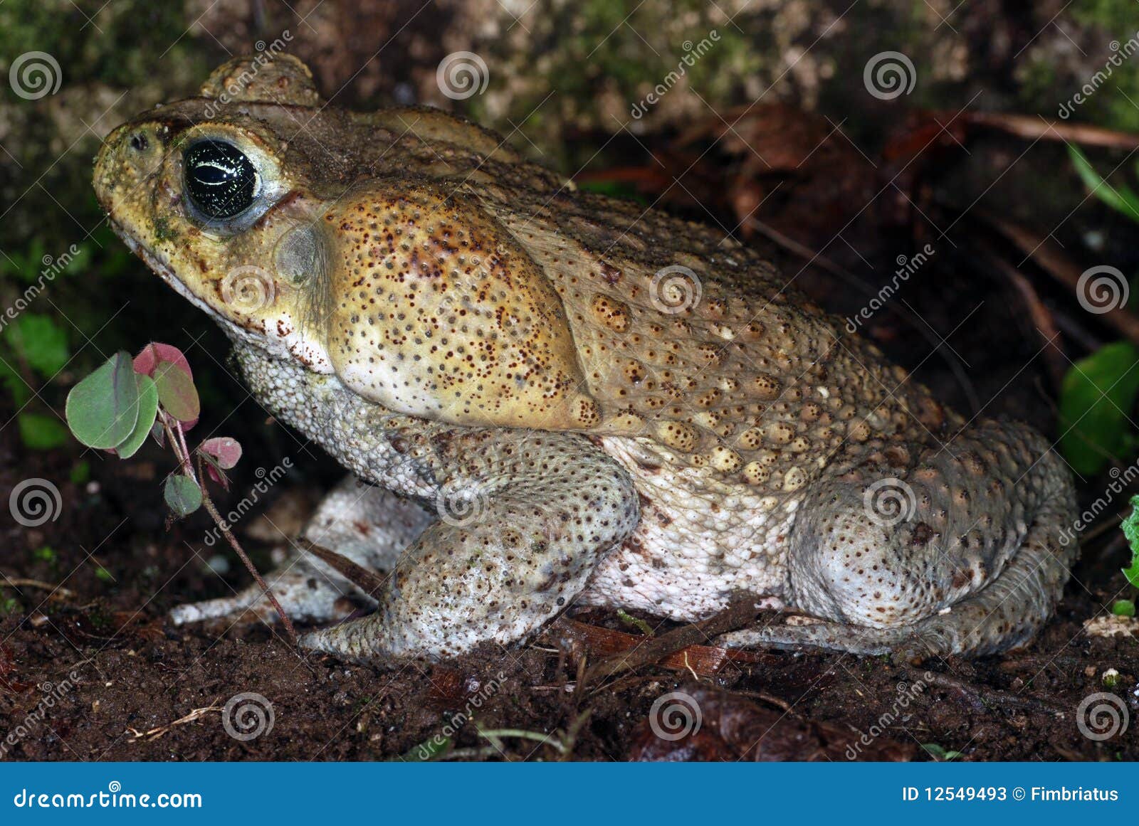 Cane toad in Costa Rica stock image. Image of rainforest 12549493