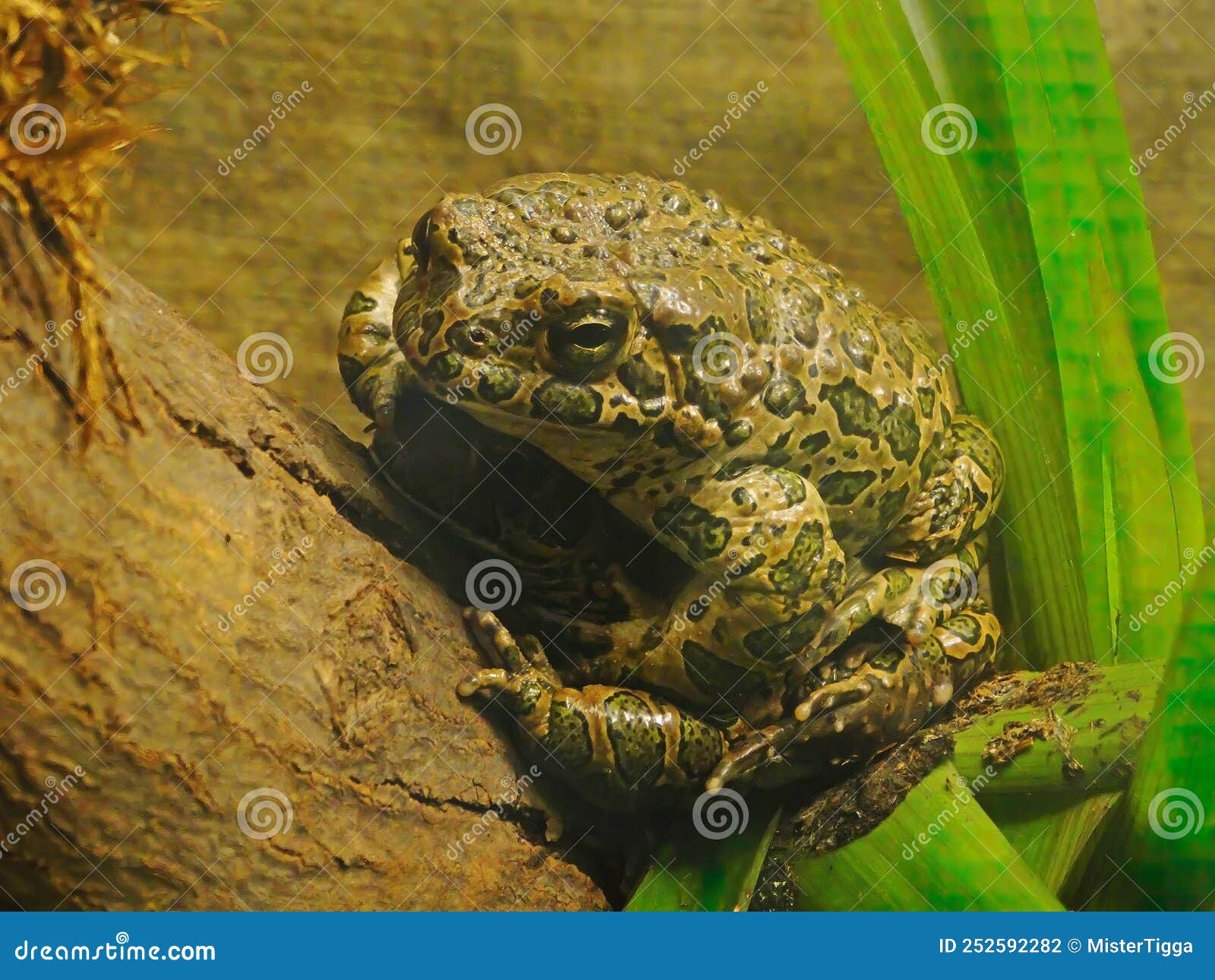 The Cane Toad Rhinella Marina, Also Known As the Giant Neotropical Toad