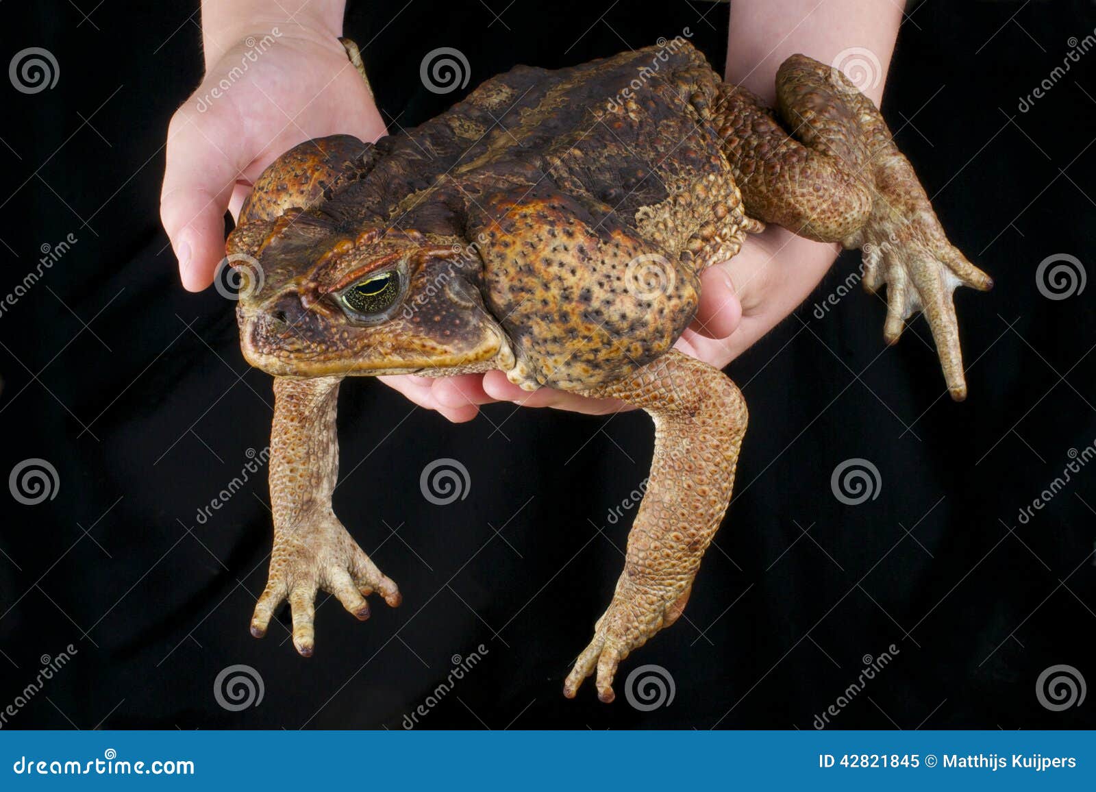 cane toad / rhinella marina