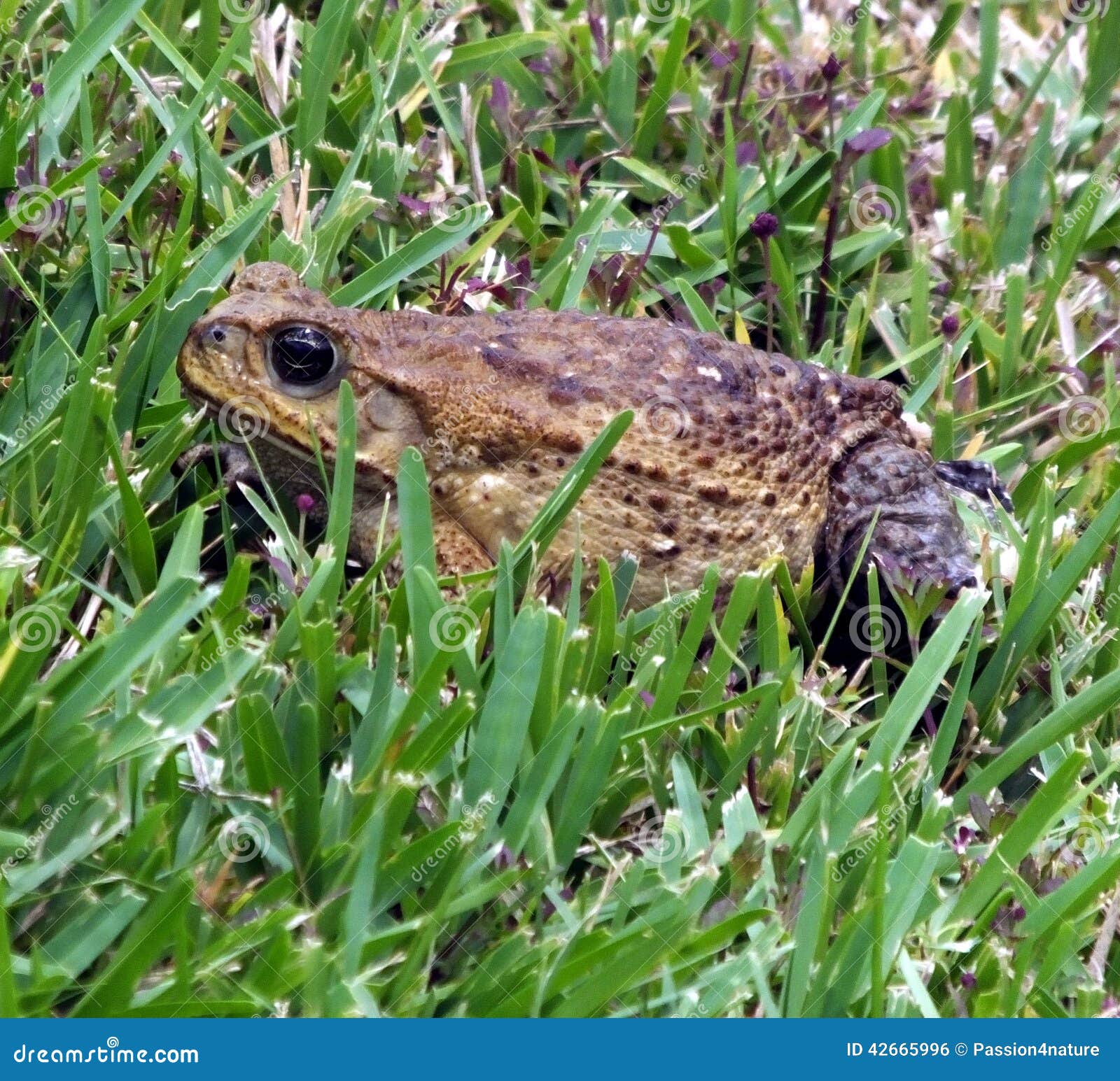 Cane Toad (Rhinella Marina) Stock Photo Image of poison, amphibian