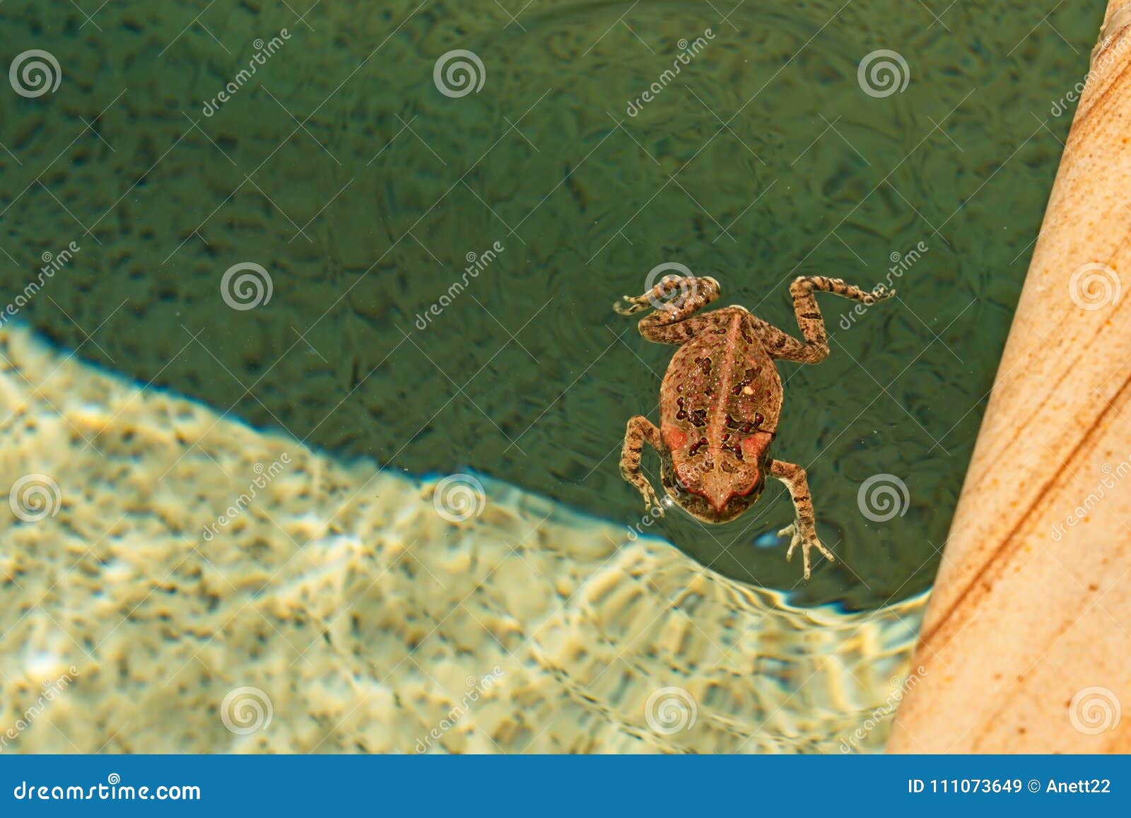 Cane Toad Swimming in Backyard Swimming Pool Stock Image Image of