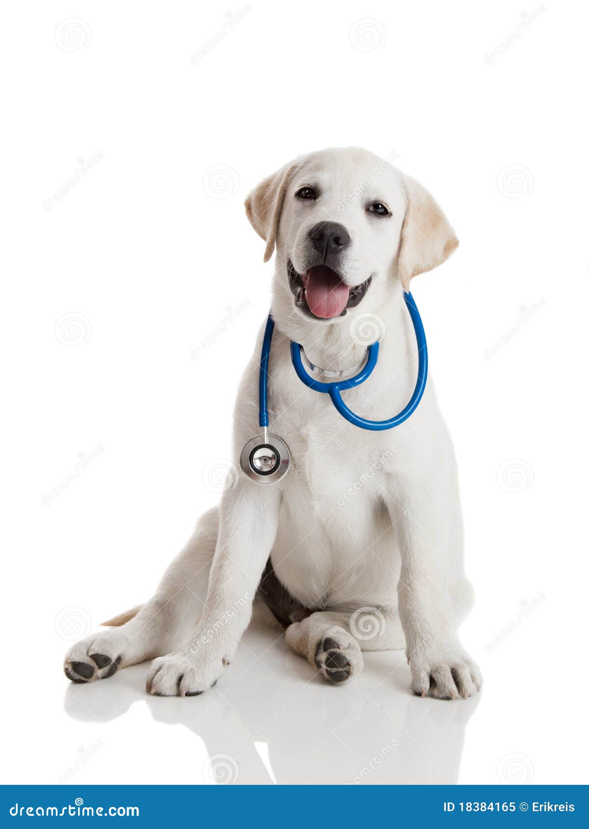 Cane veterinario immagine stock. Immagine di nazionale 18384165