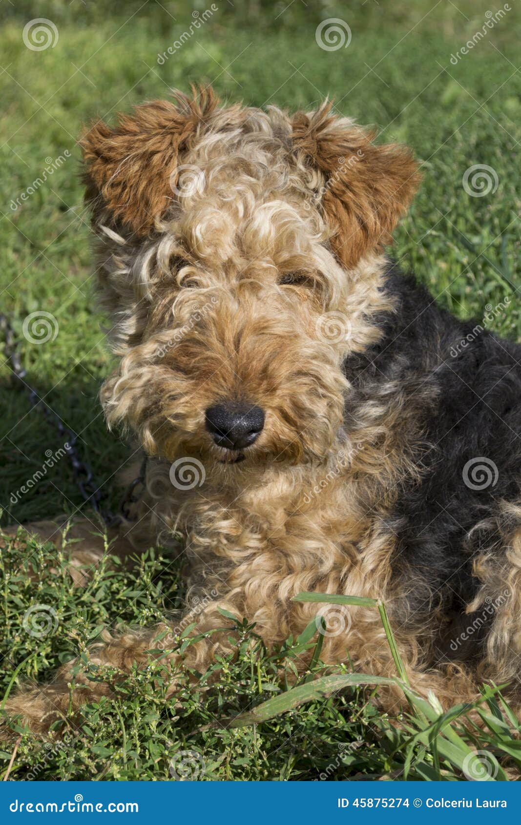 Cane Welsh terrier fotografia stock. Immagine di bello 45875274