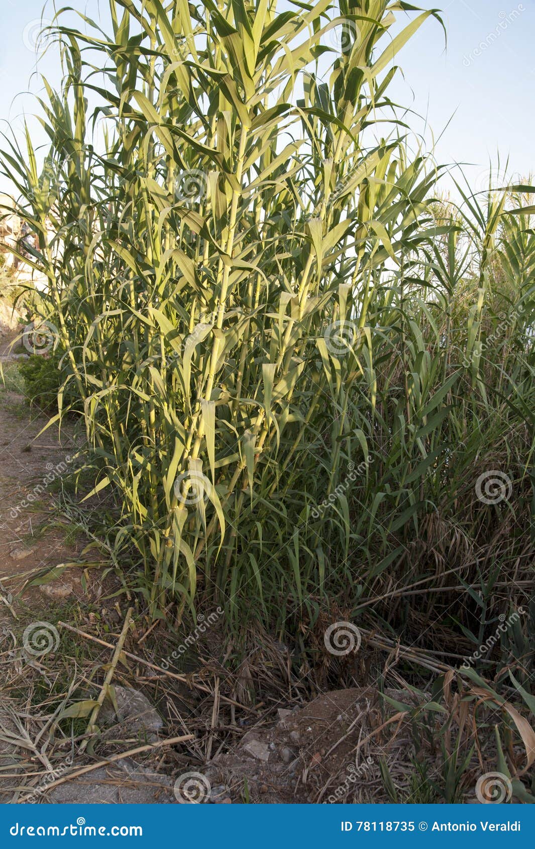 Canebrake stock image. Image of flora, land, shrub, cultivation 78118735