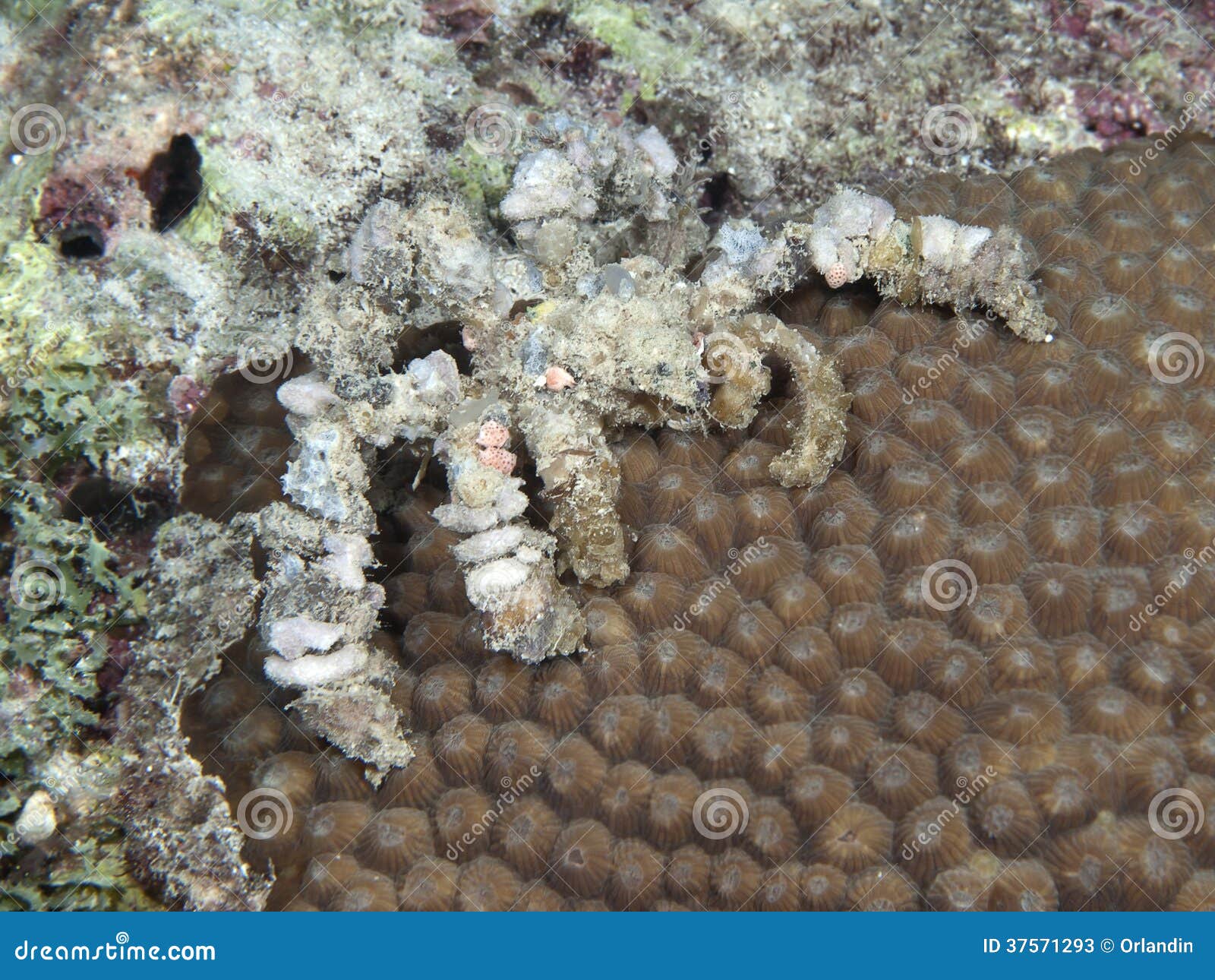 Cangrejo del decorador imagen de archivo. Imagen de marina - 37571293