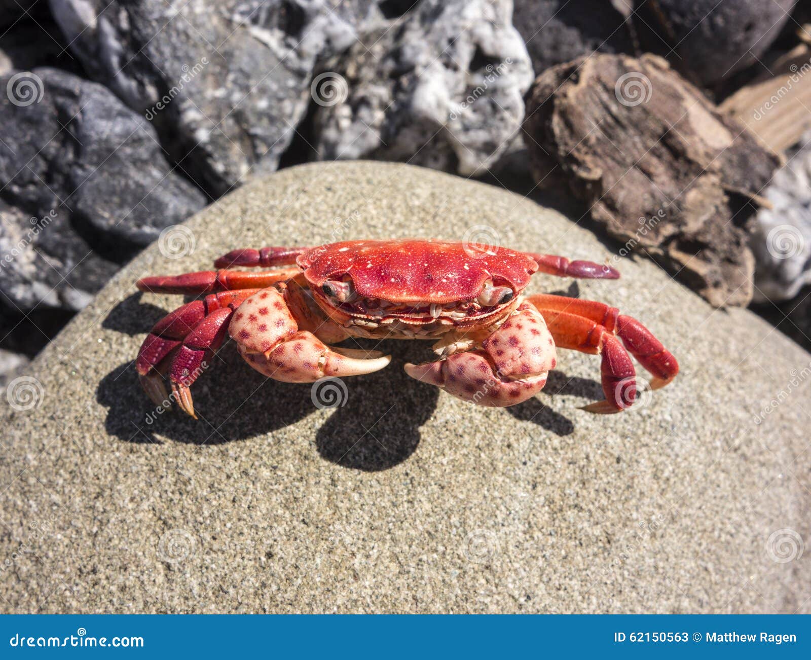 Cangrejo rojo en roca imagen de archivo. Imagen de nadie - 62150563
