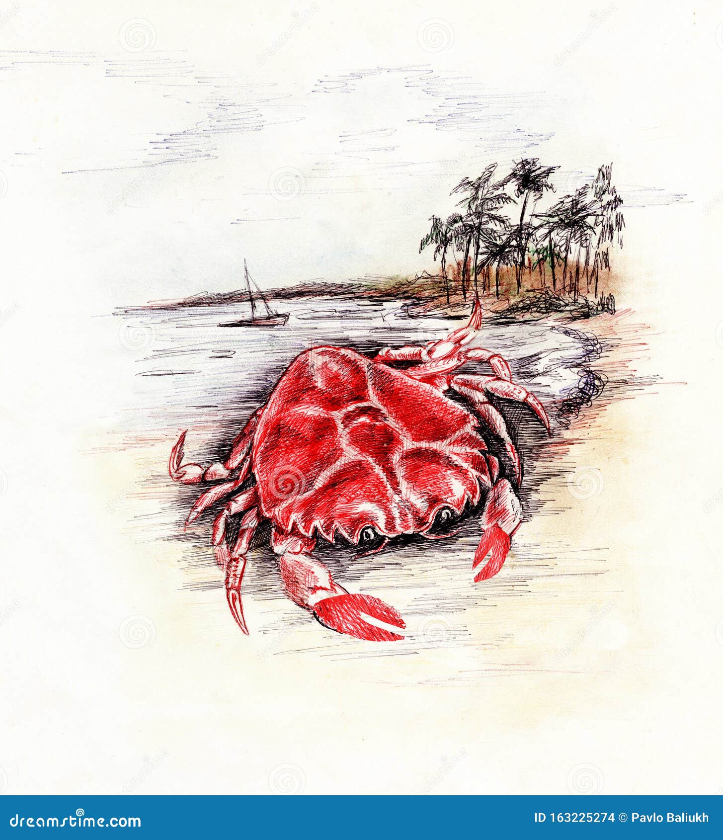 Cangrejo Rojo Ilustración De Dibujo En Color Animal Con Lápiz De Punto De  Balancín Stock de ilustración - Ilustración de cangrejo, garabato: 163225274